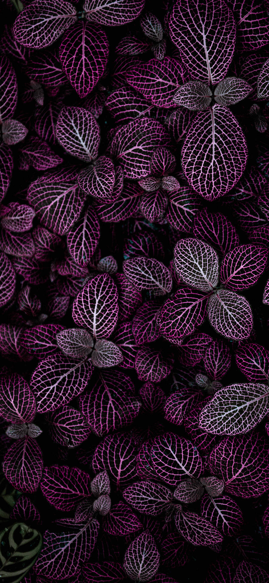 Get Connected To Nature With Plants Iphone Background