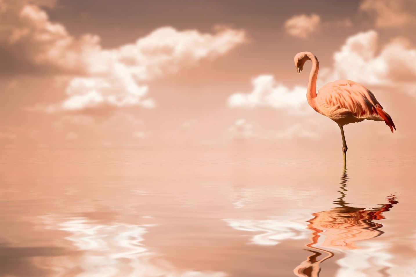 Get Creative With Flamingo Laptop Background