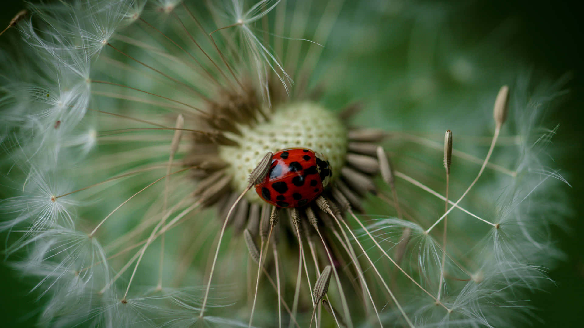 Get Creative With The Latest Ladybug Iphone Background