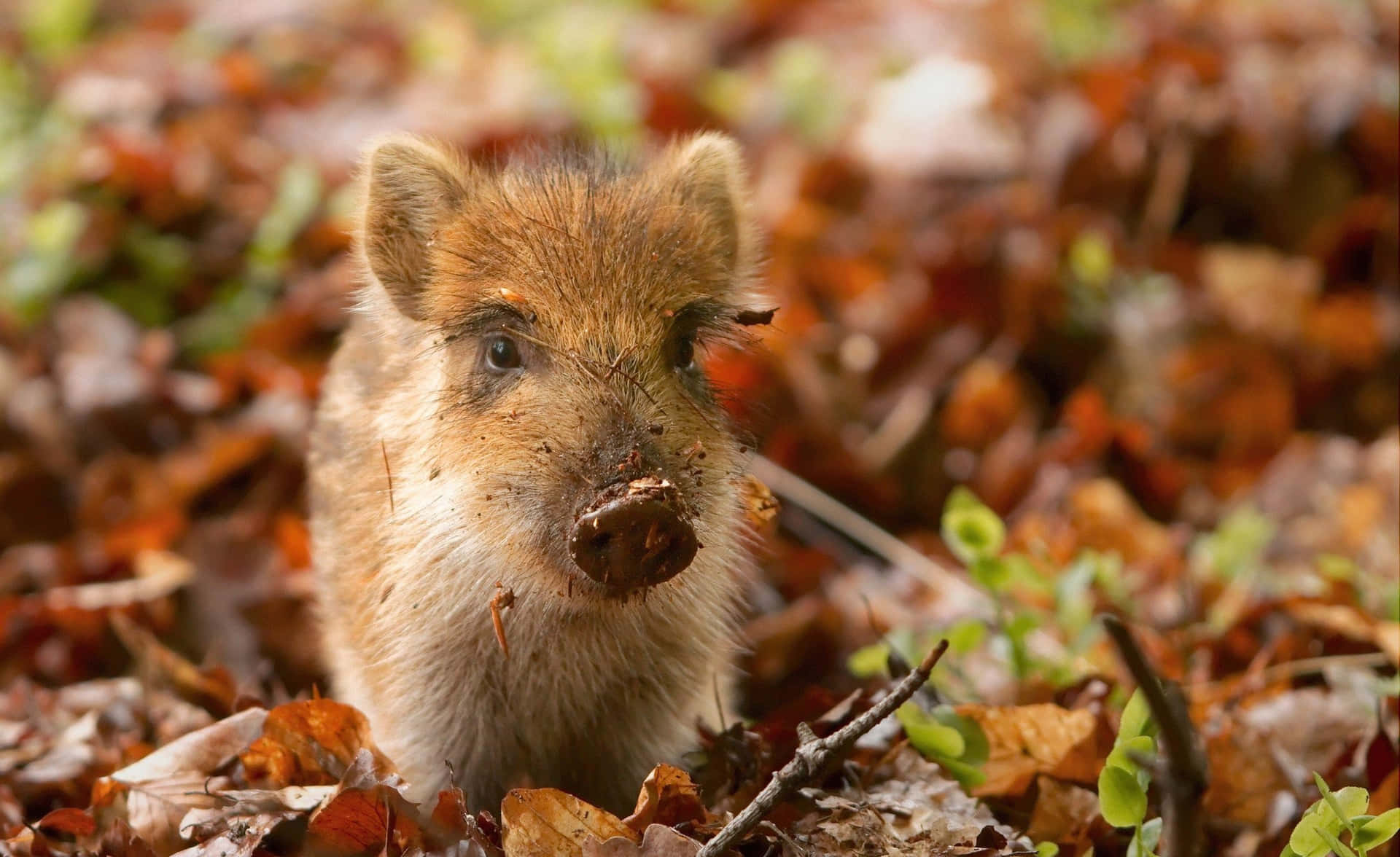 Get Hog Wild For Your Next Outdoor Adventure