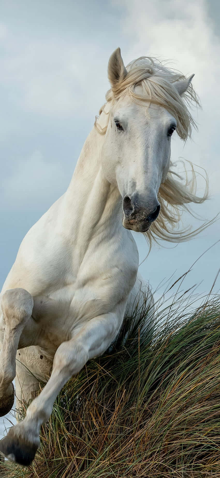 Get Horsepower And Beauty With The Beautiful Horse Iphone Background