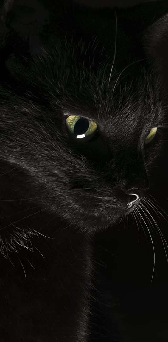 Get In The Halloween Spirit With This Spooky Black Cat Background