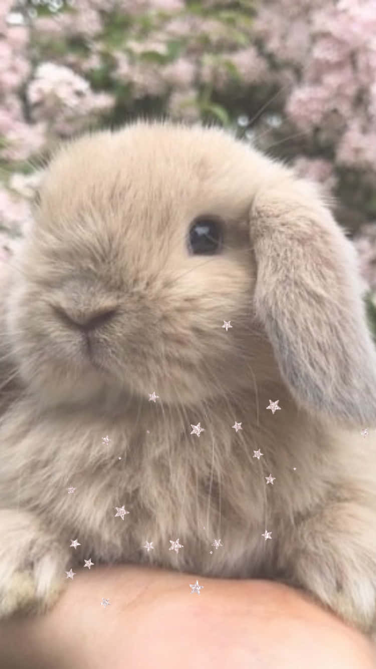 Get In Touch With Your Innocent Side With This Kawaii Bunny Wallpaper Background