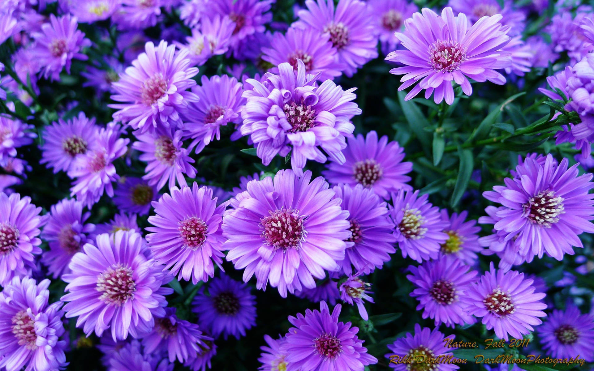 Get Inspired With This Trendy Purple Flower Laptop Background