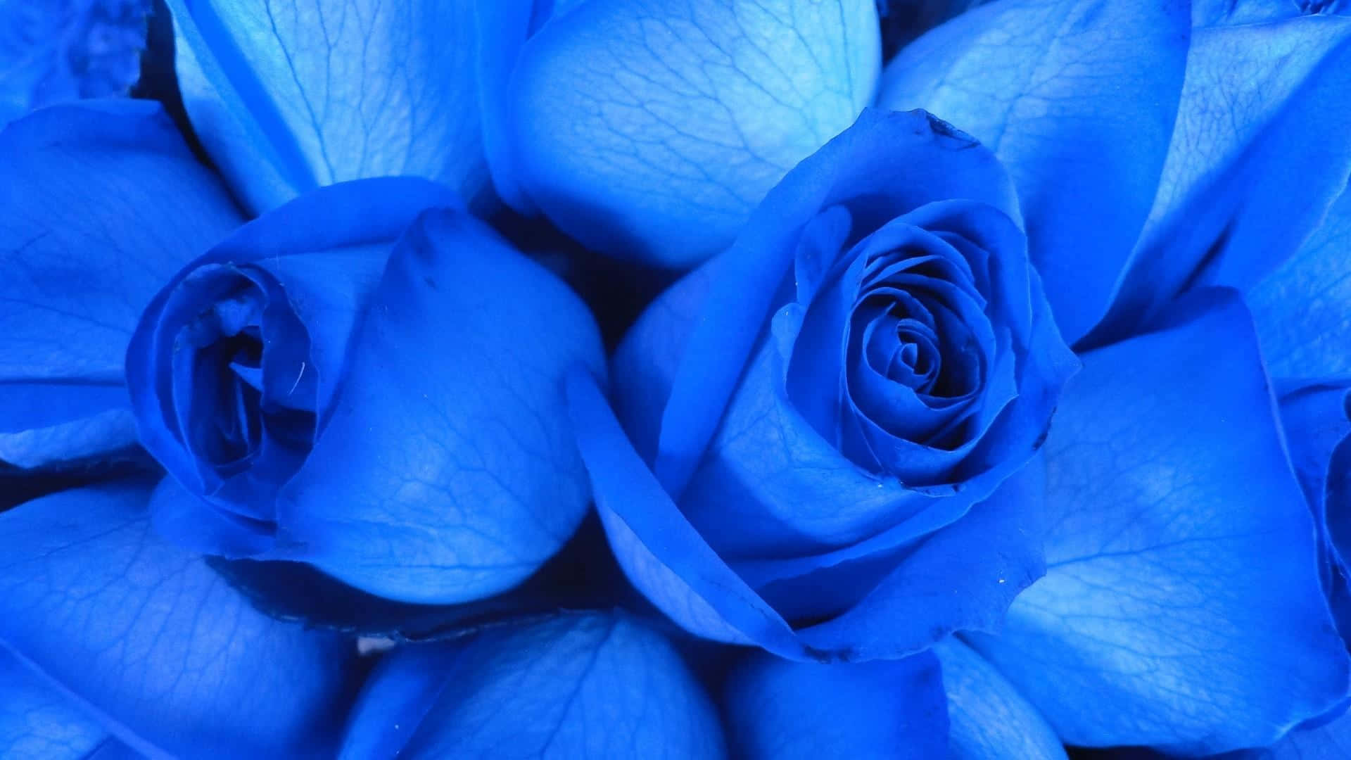 Get Lost In A Dreamlike World With The Beauty Of A Blue Rose Background