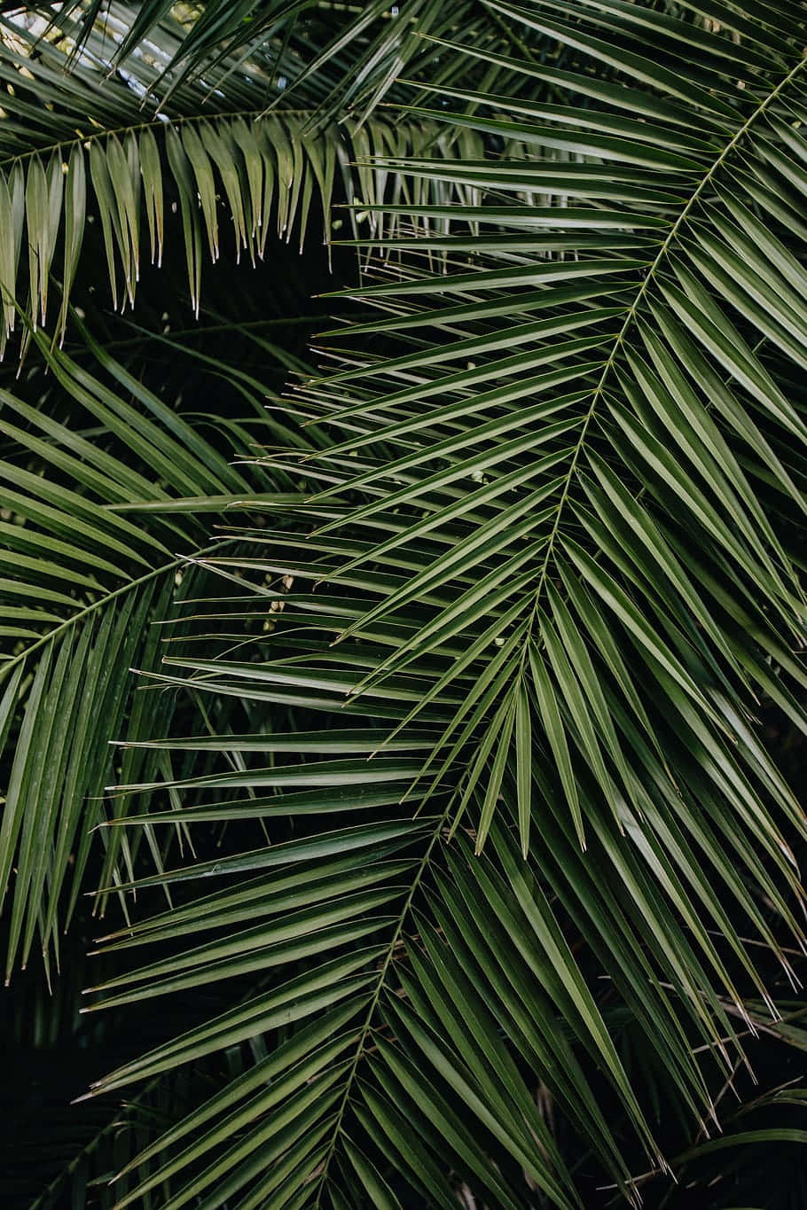 Get Lost In The Beauty Of The Tropics With Tropical Leaves Desktop Background