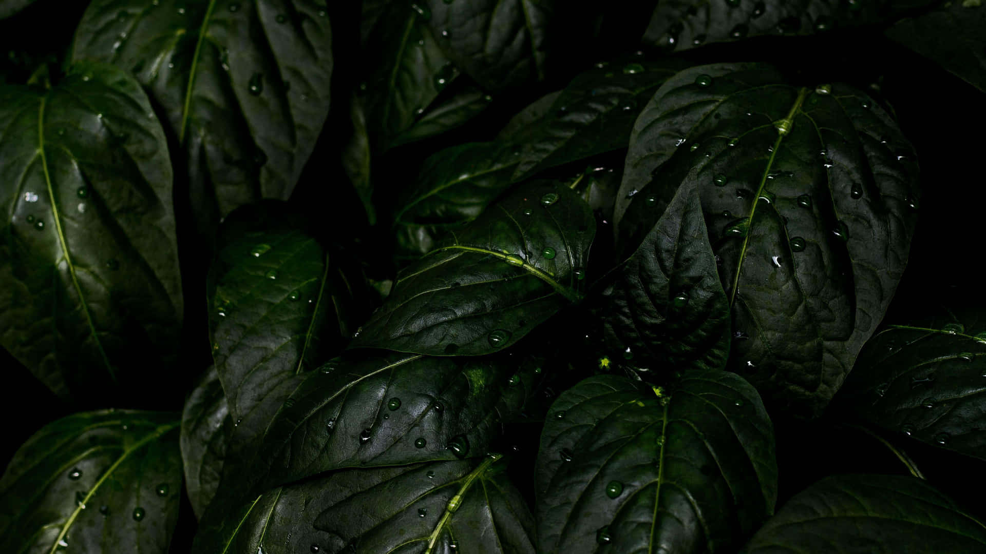 Get Lost In The Scenery Of Tropical Leaves On Your Desktop Background