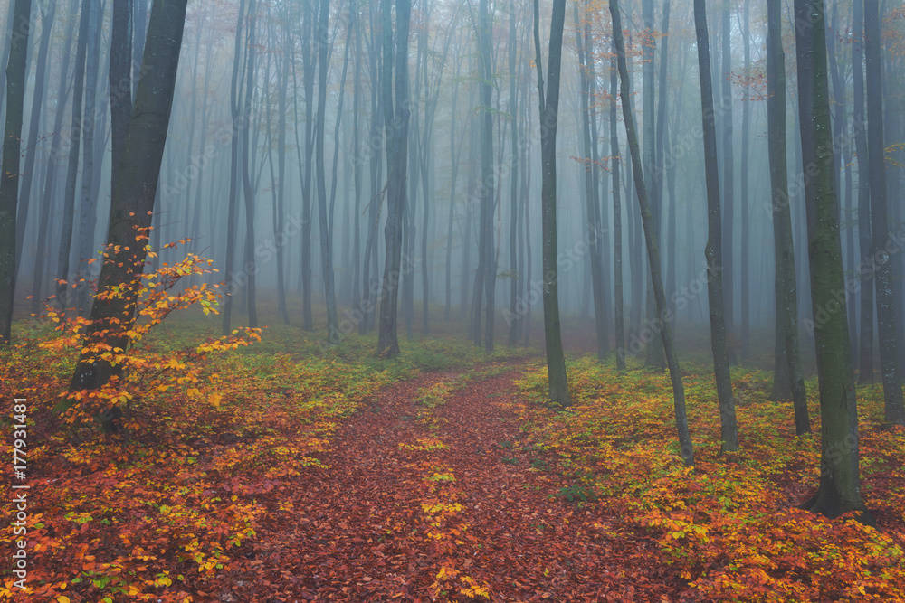 Get Lost In The Serene Beauty Of A Mystical Forest. Background