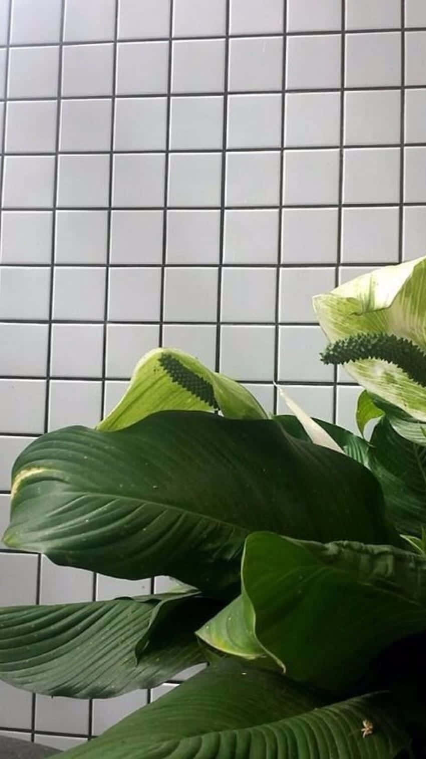 Get Modern And Minimal With Our Grid Aesthetic Iphone Wallpaper Background