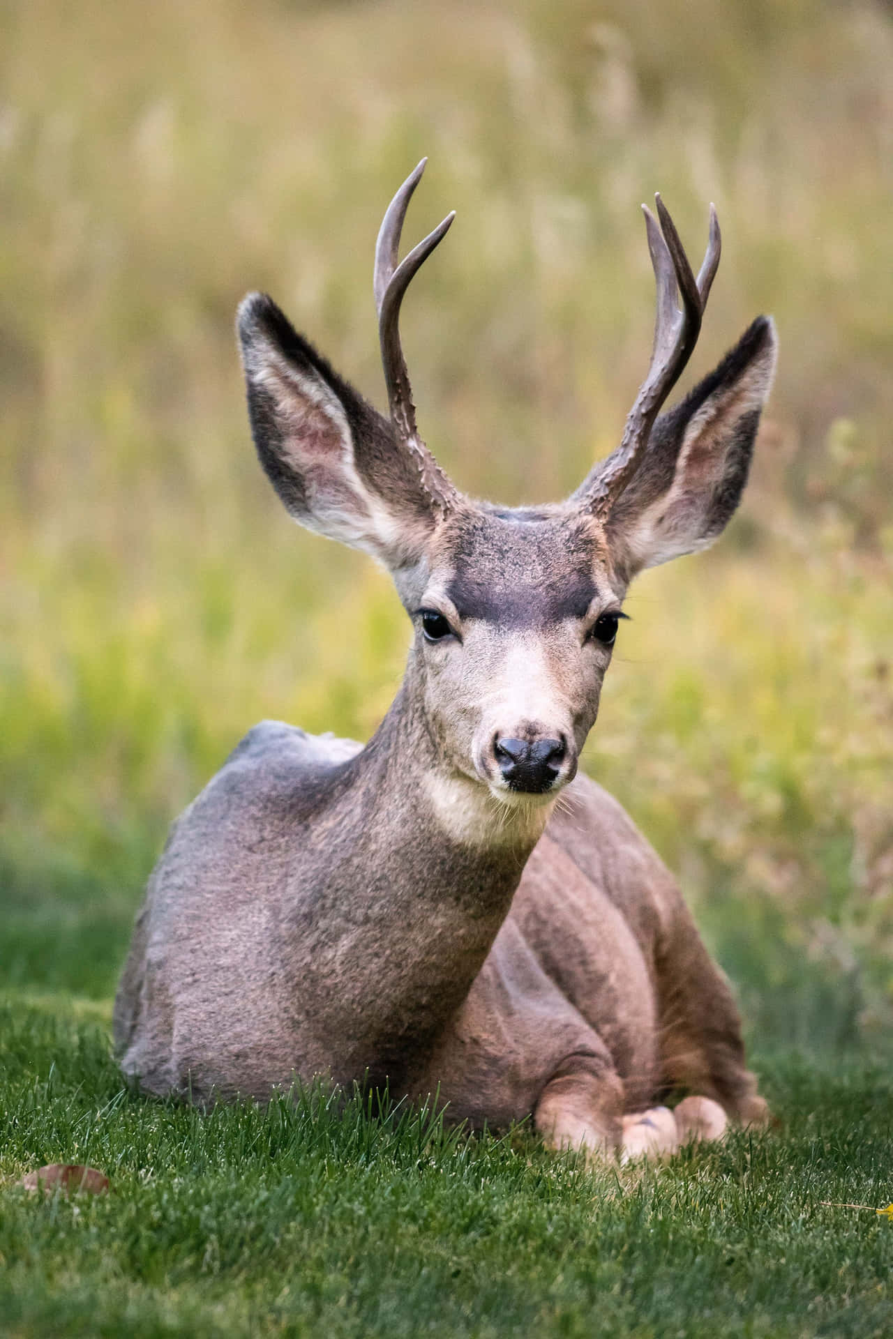 Get Out And Explore The Wild With Buck