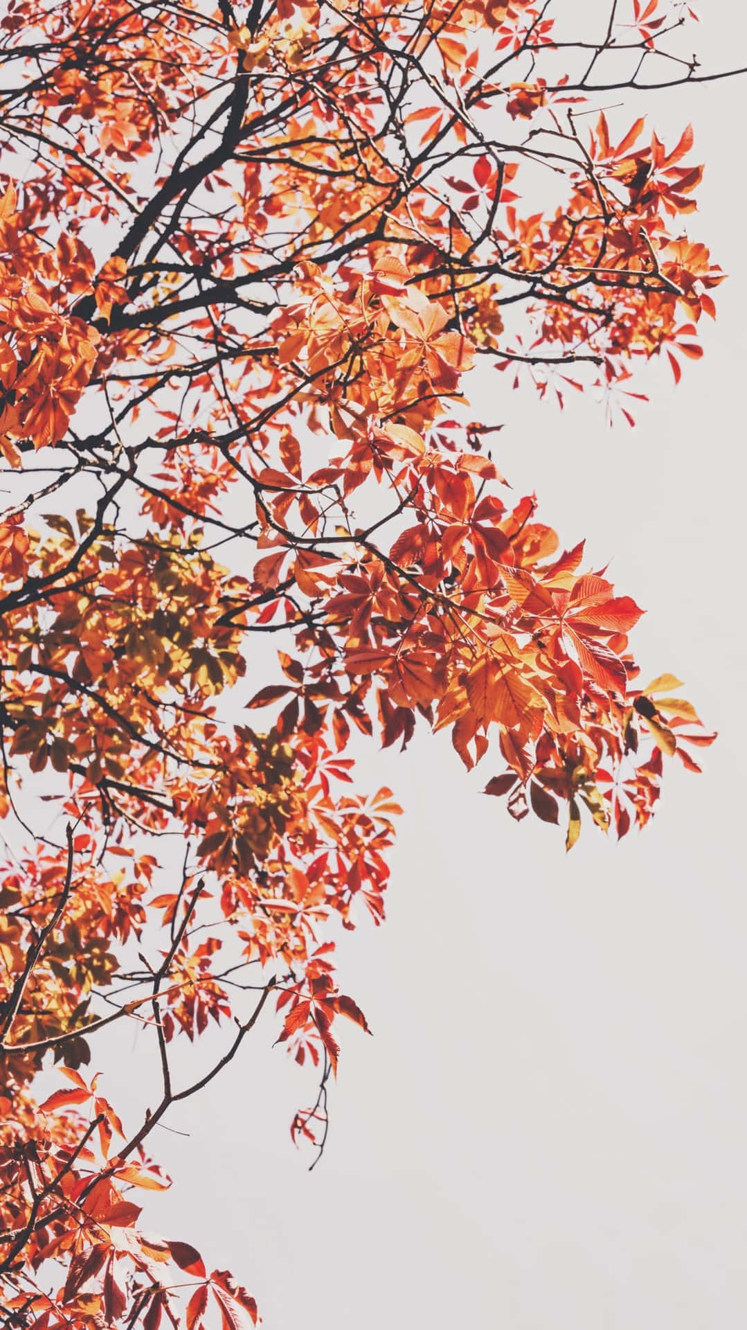 Get Ready For Autumn Adventures Background