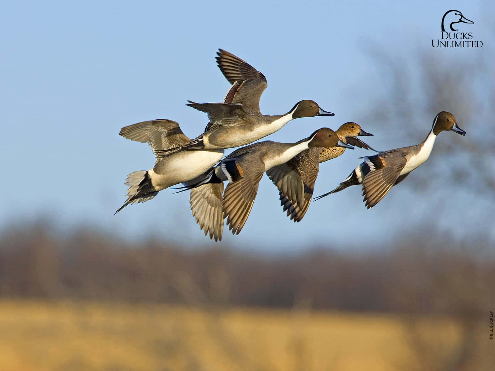 Get Ready For Duck Hunting Season With This Dynamic Desktop Background