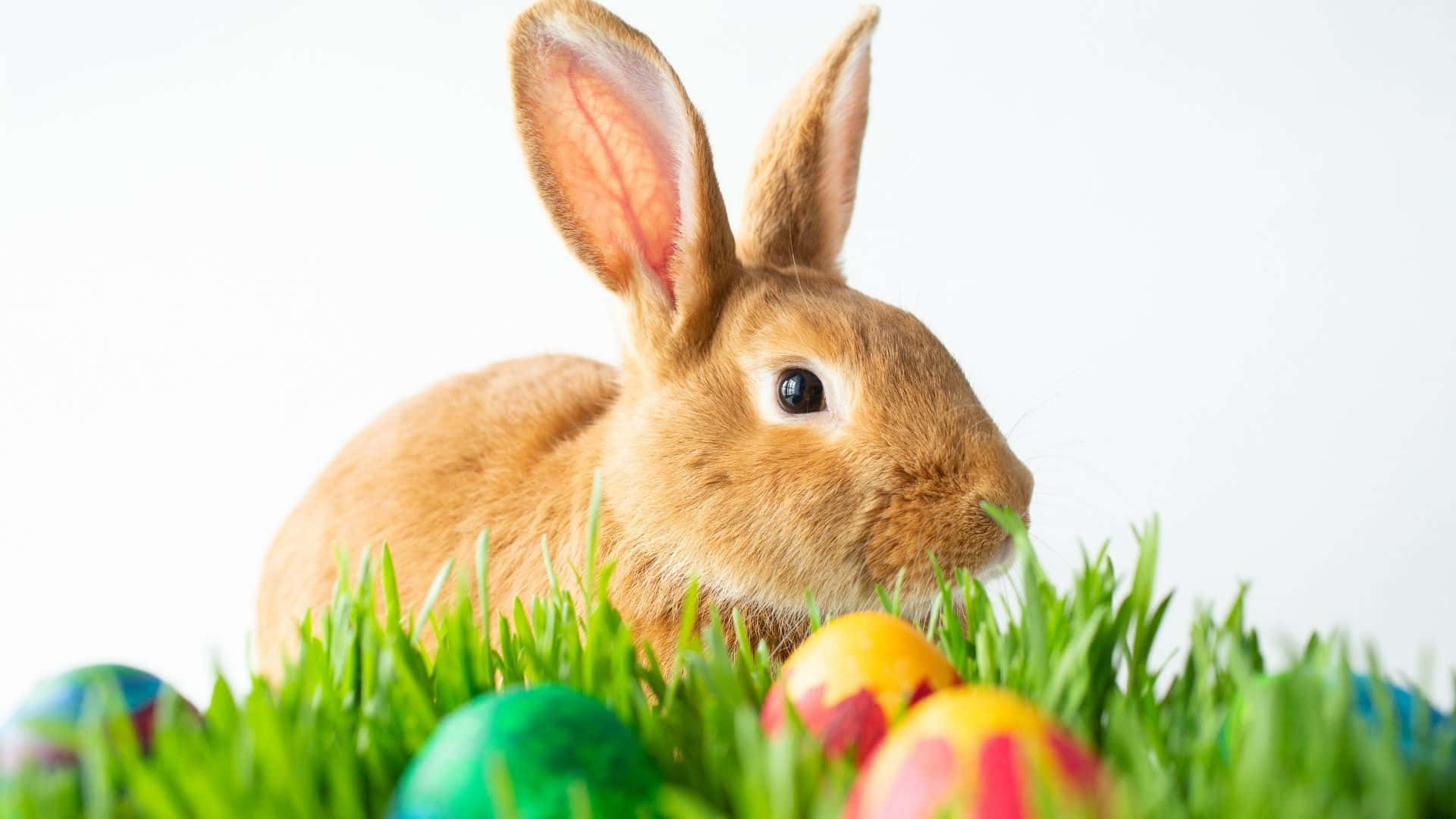 Get Ready For Easter Egg Hunt With The Easter Bunny! Background