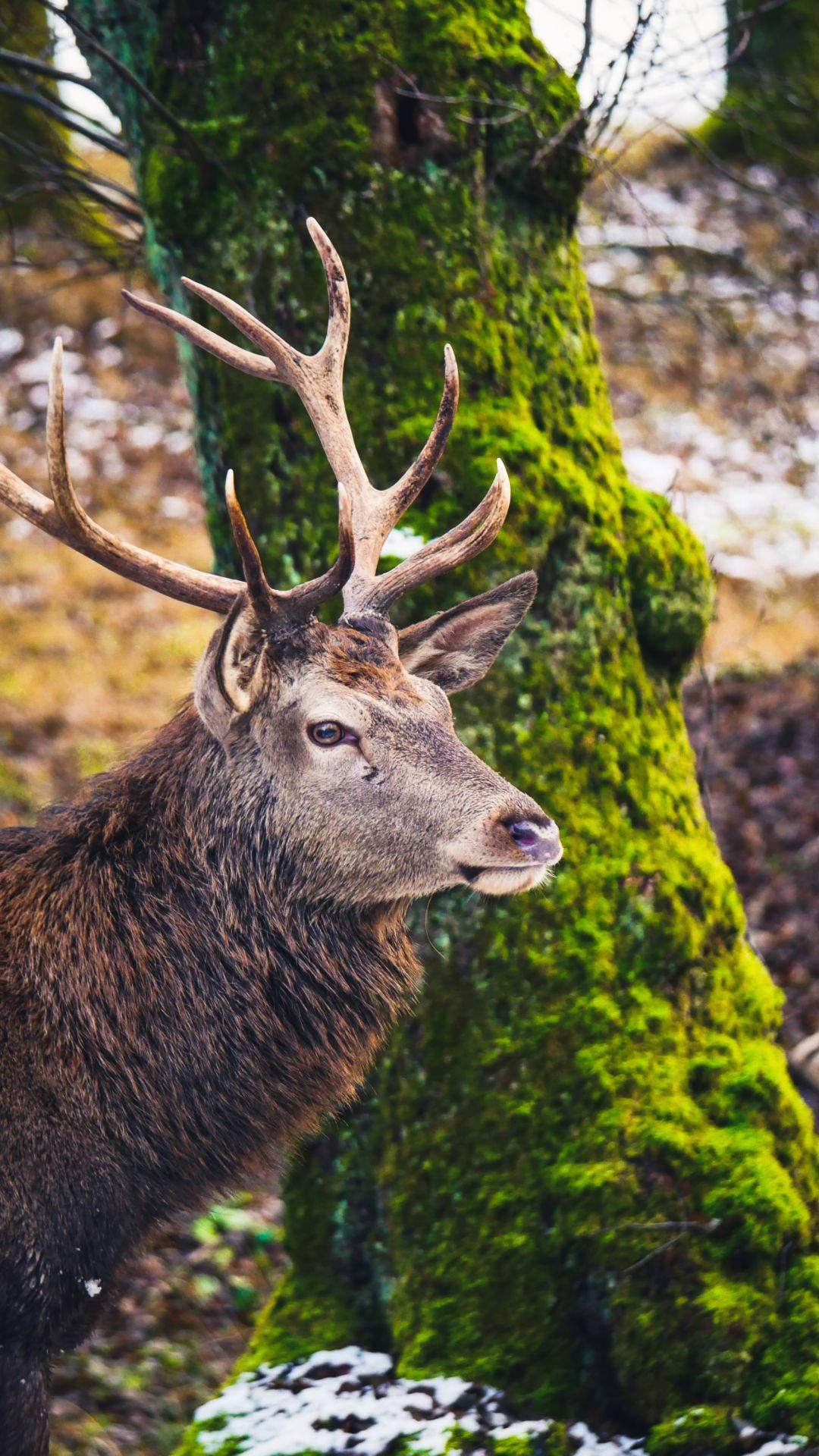 Get Ready For Fall With The Deer Iphone Background