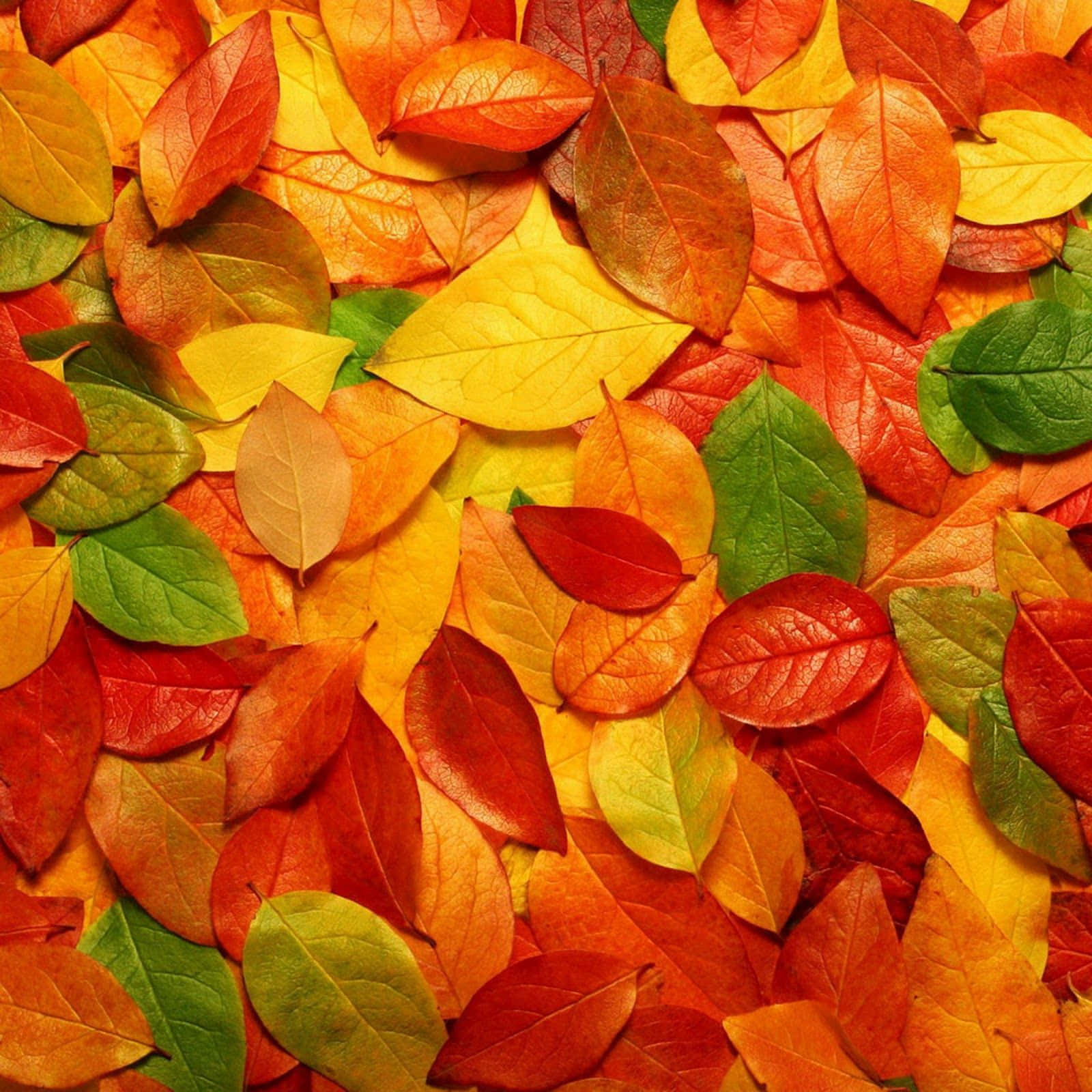 Get Ready For Fall With The Ipad Background