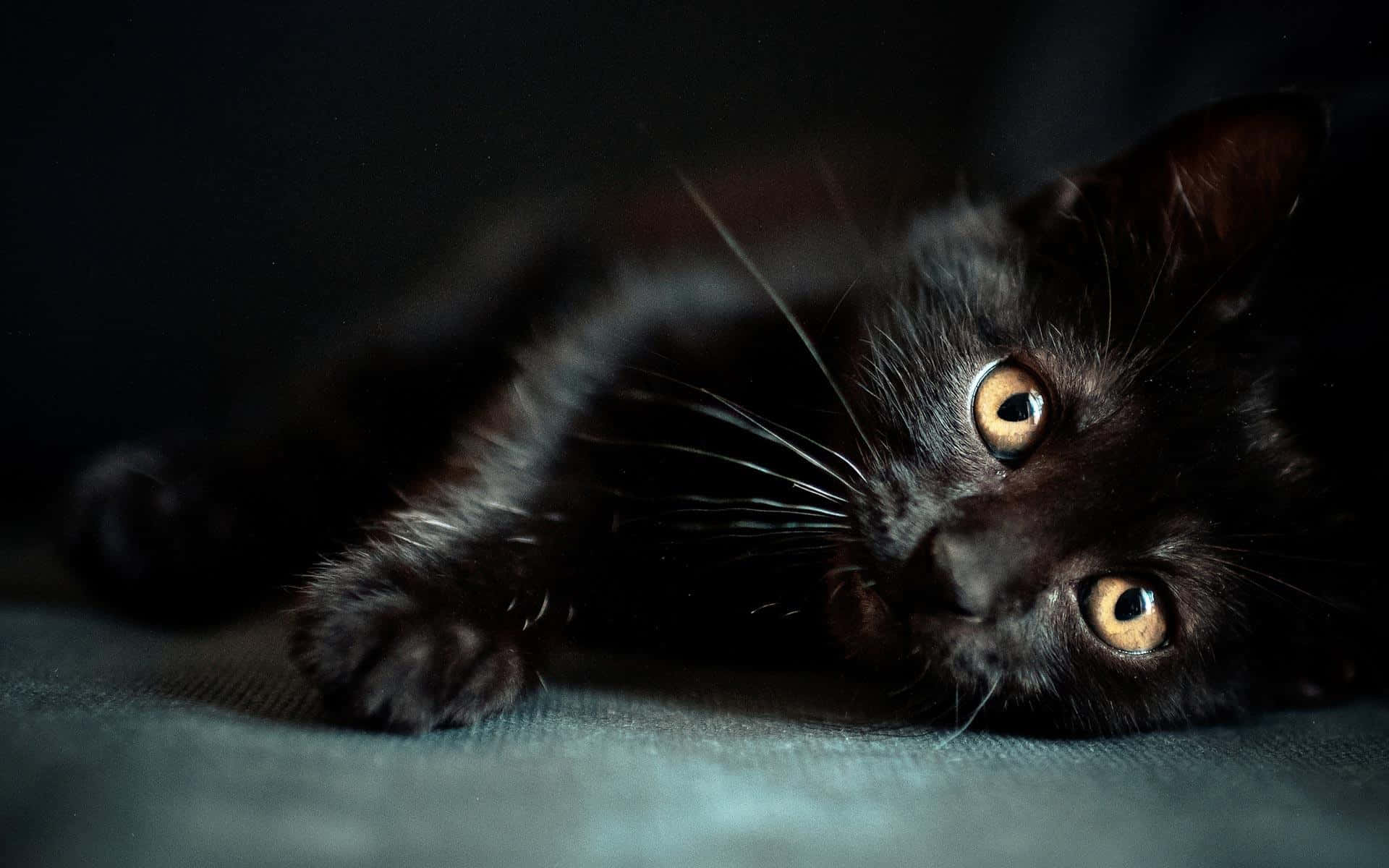 Get Ready For Halloween With This Spooky Silhouette Of A Black Cat! Background