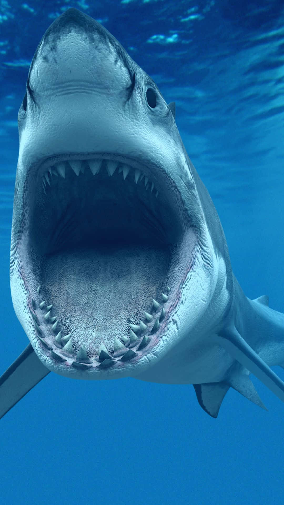 Get Ready For Shark Week With The Shark Iphone Background