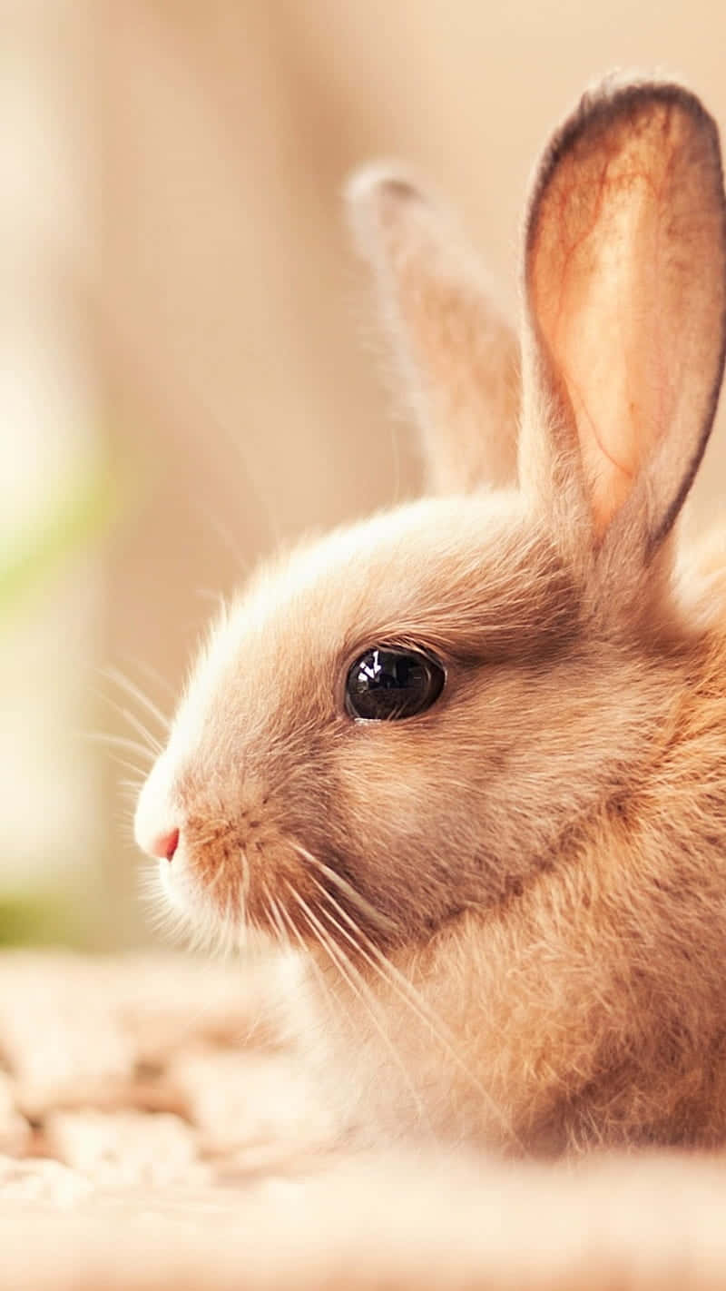 Get Ready For Spring With A Cute Bunny Iphone Background
