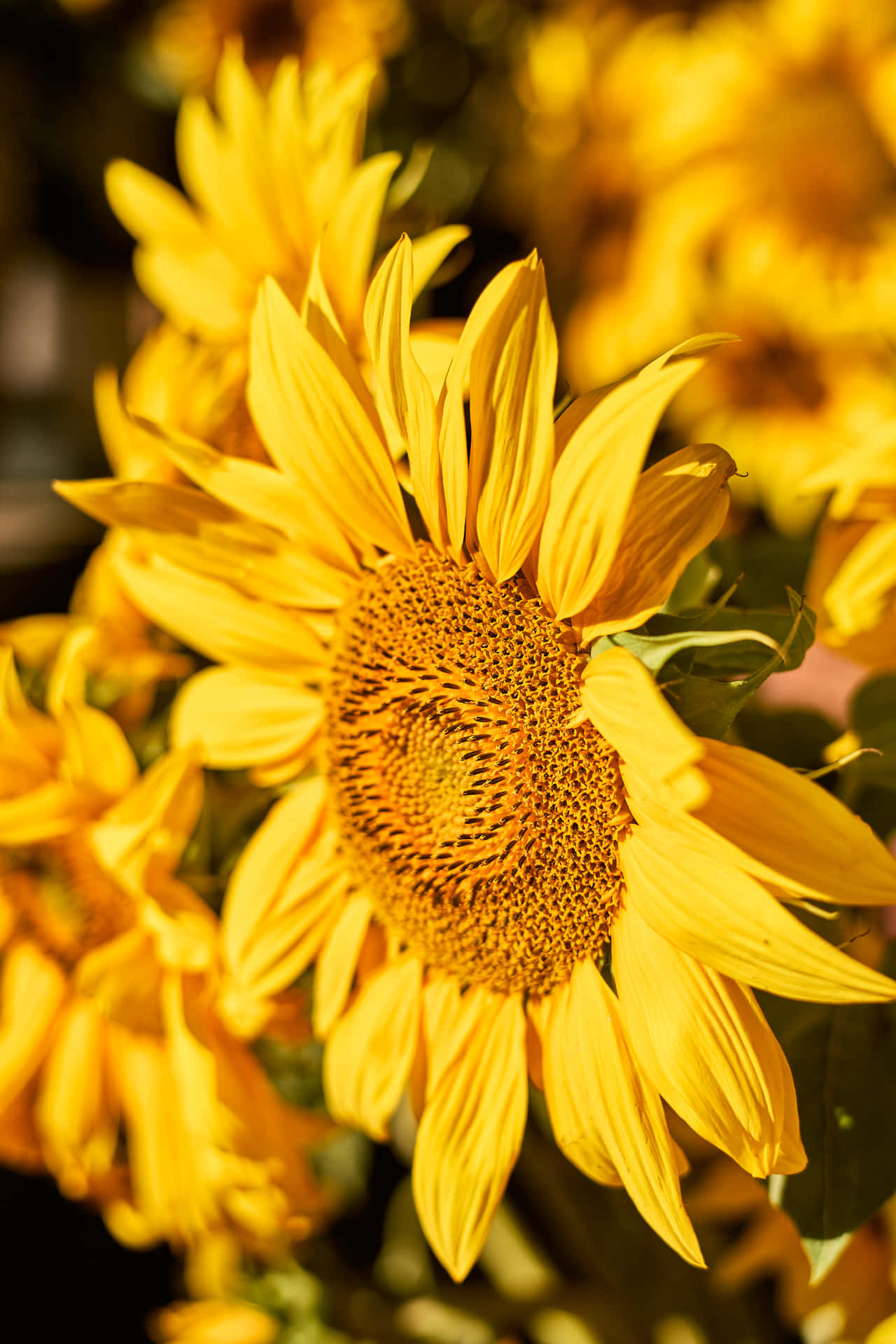 Get Ready For Spring With Bright & Colorful Sunflower Aesthetics For Your Iphone Background