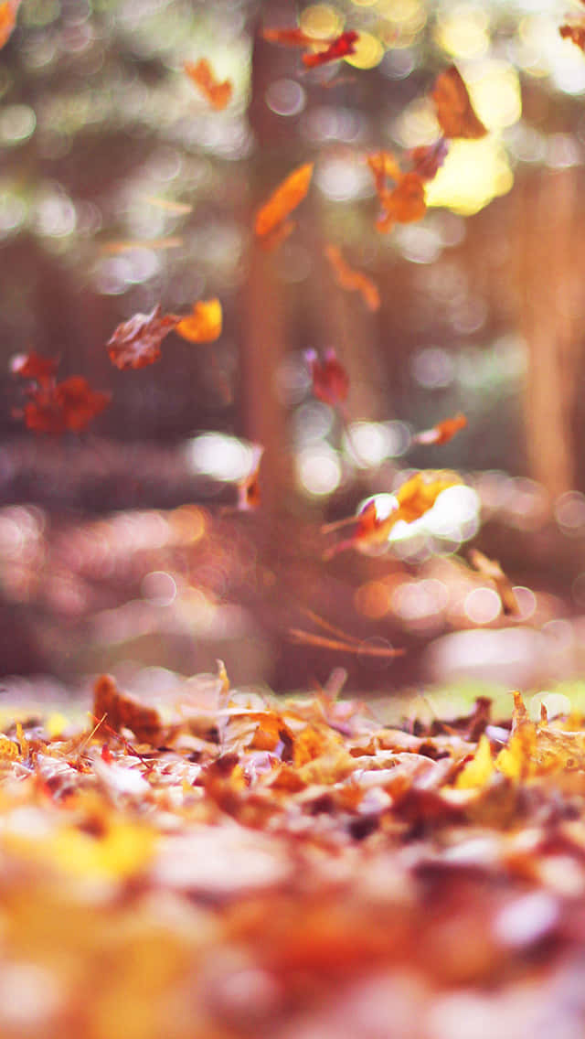 Get Ready For The Autumn With The Leaves Phone Background