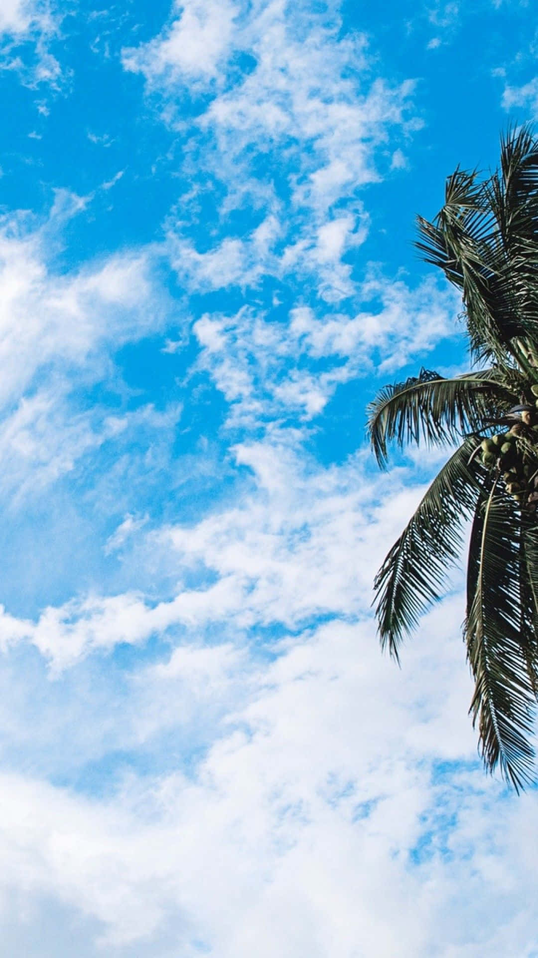 Get Ready For The Beach With A Tropical Iphone Background