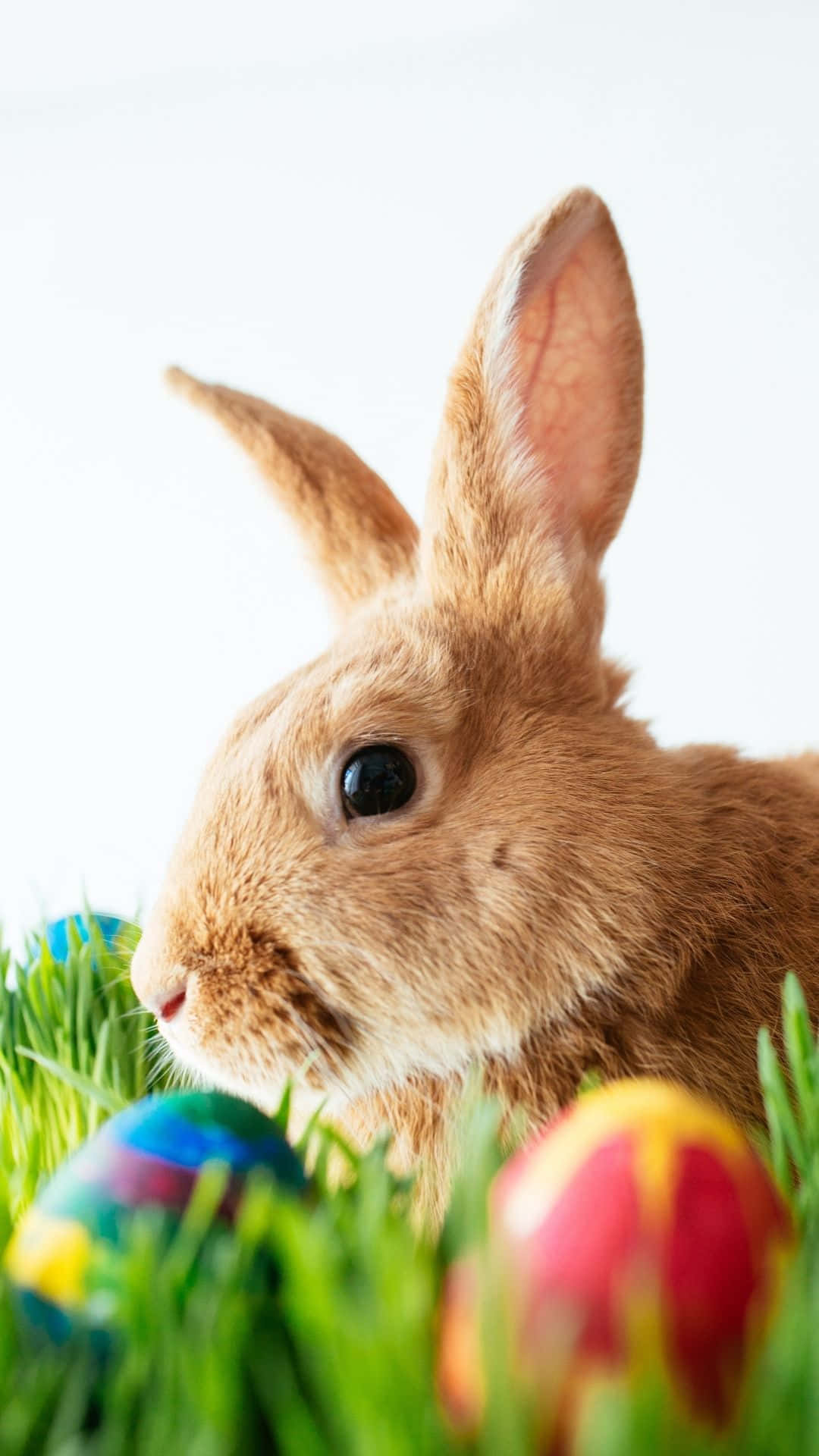 Get Ready For The Easter Bunny! Background