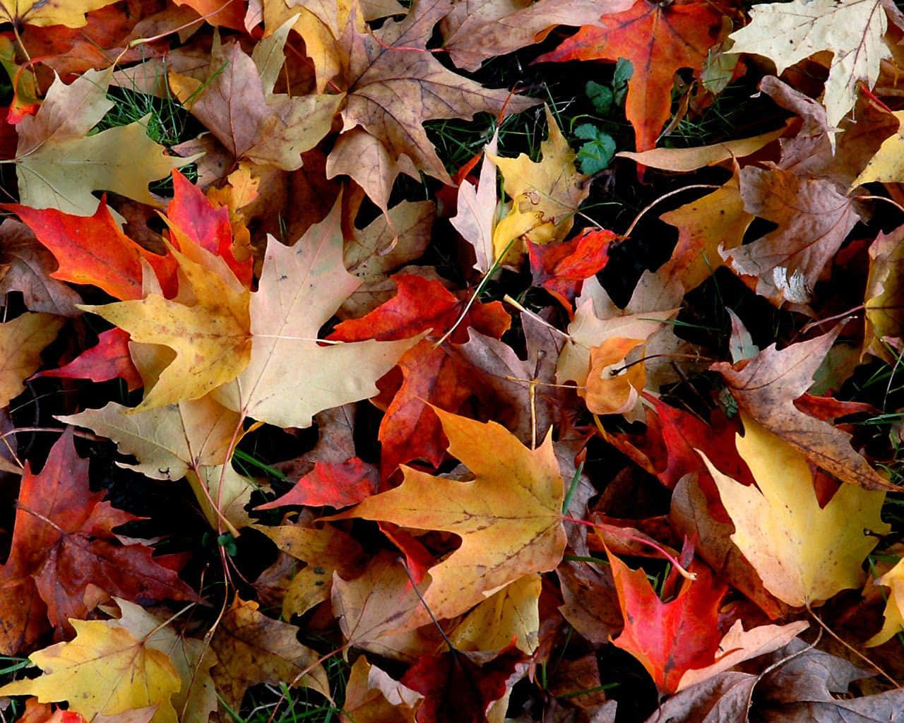 Get Ready For The Fall With A New Laptop Background