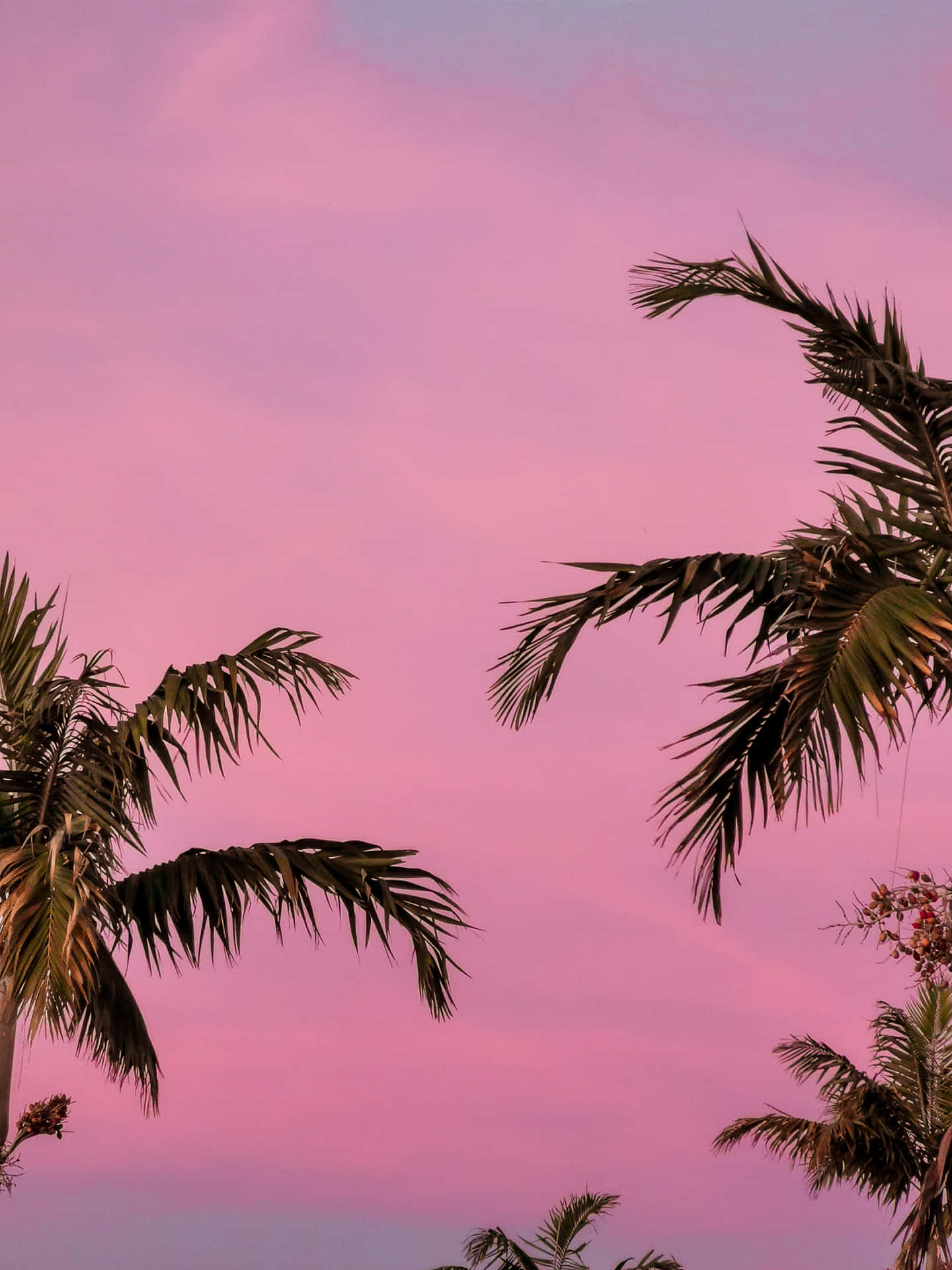 Get Ready For The Summer With These Cool And Stylish Pink Aesthetics Background