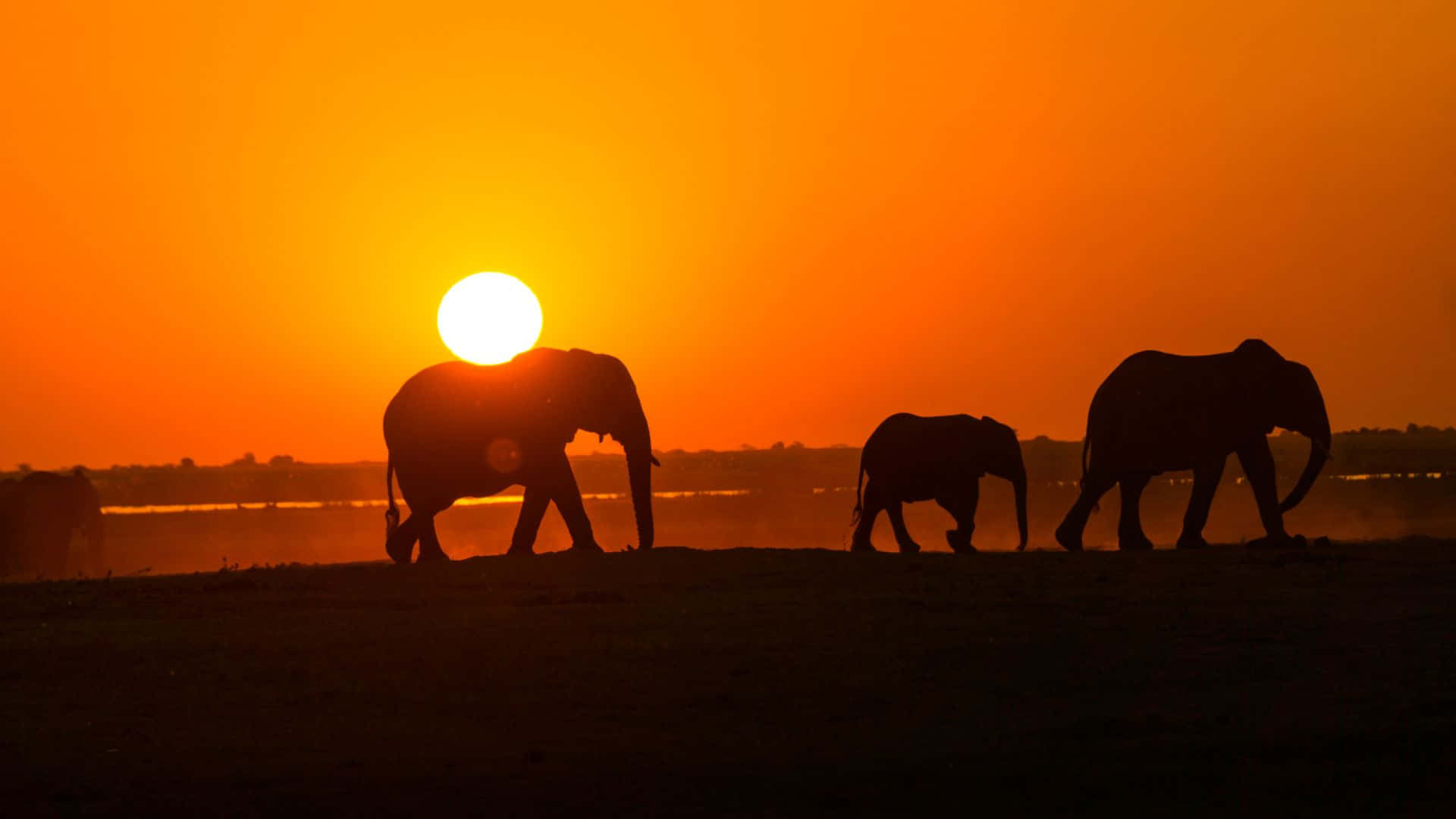 Get Ready For Your Work Day With The Elephant Laptop Background