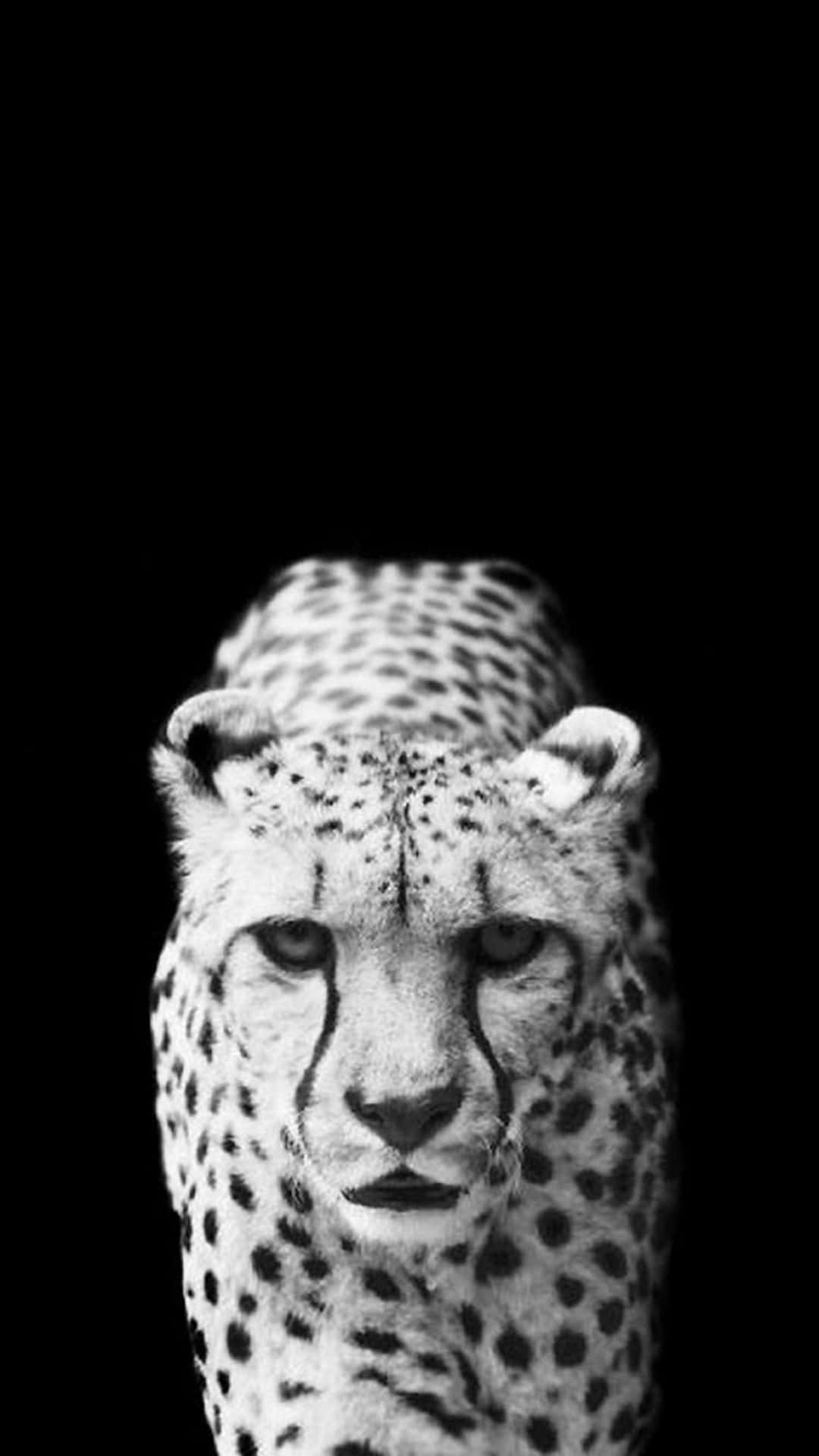 Get Ready To Be Wild With The New Cheetah Iphone. Background