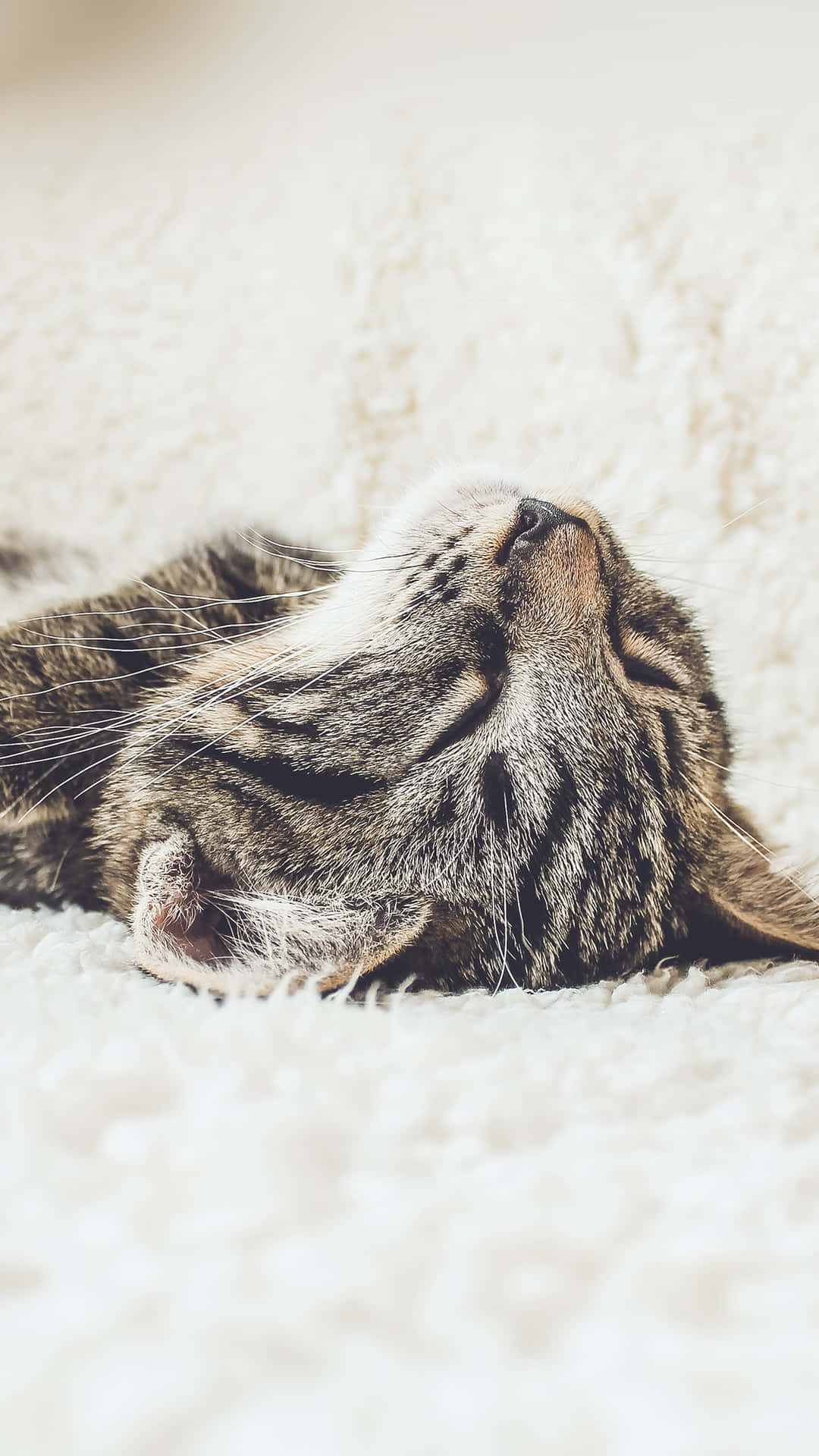 Get Ready To Cuddle Up With A Cute Animal Iphone Background