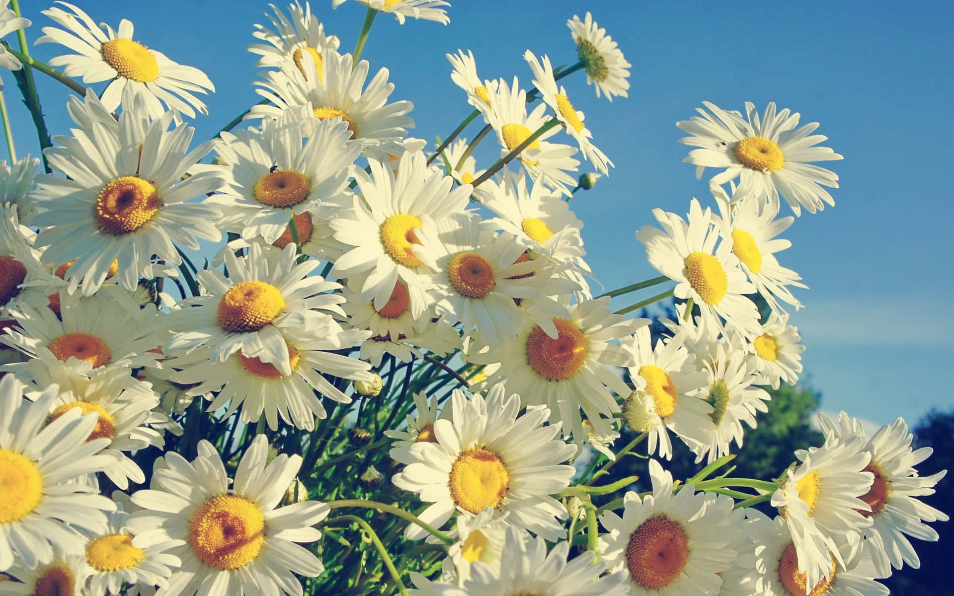 Get Ready To Do More With Daisy Laptop Background