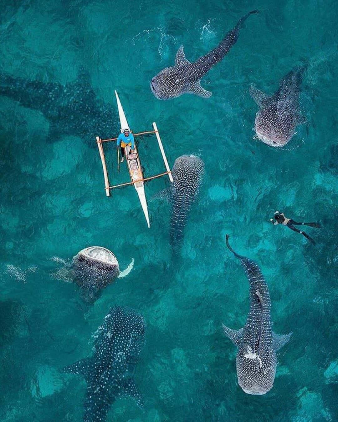 Get Ready To Own The Ocean With The Shark Iphone Background