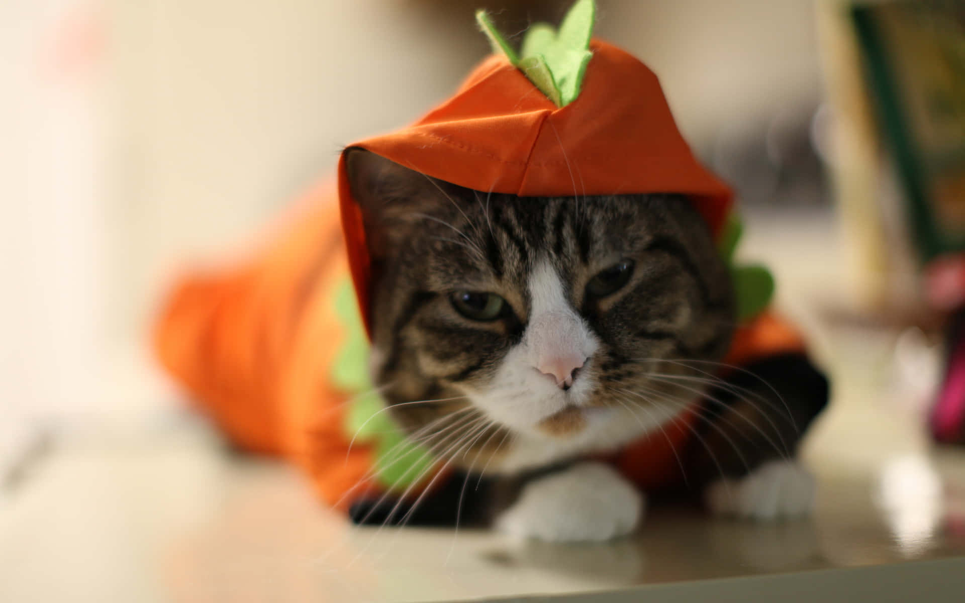 Get Ready To Purr-fectly Frighten Your Friends This Halloween With This Spooky Cat! Background