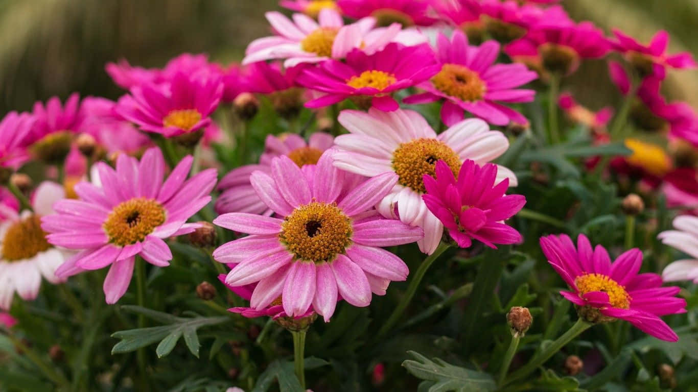 Get Ready To Work With Daisy Laptop Background