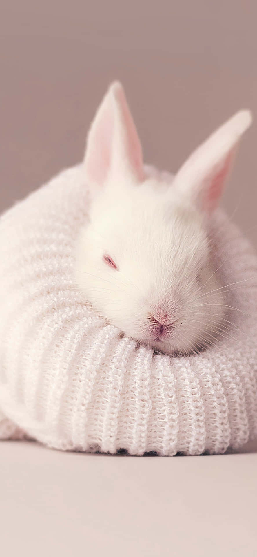 Get The Cutest Bunny Ever Into Your Pocket With The New Iphone Background