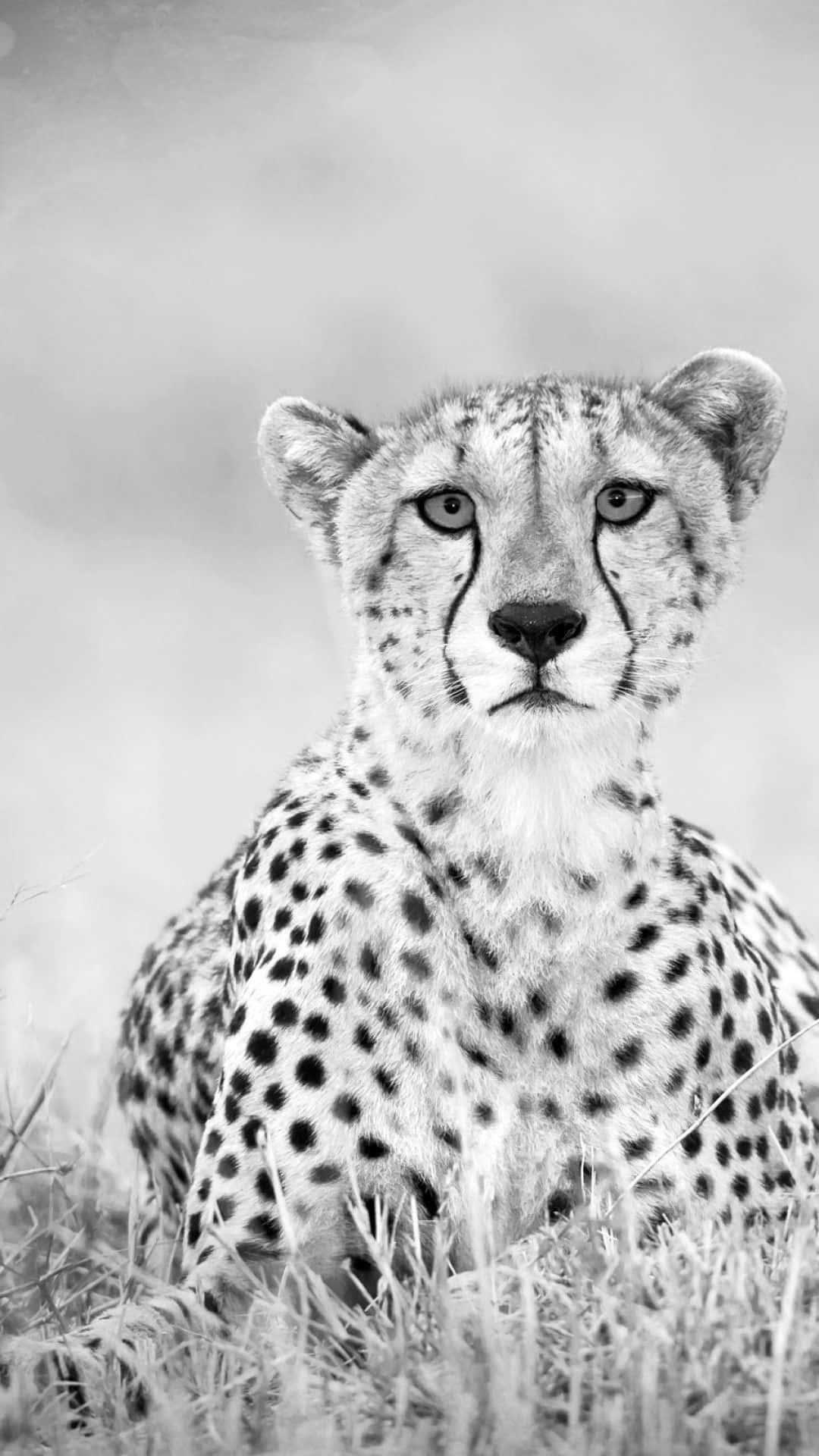 Get The Fastest Phone Around With The Sleek And Stylish Cheetah Iphone Background