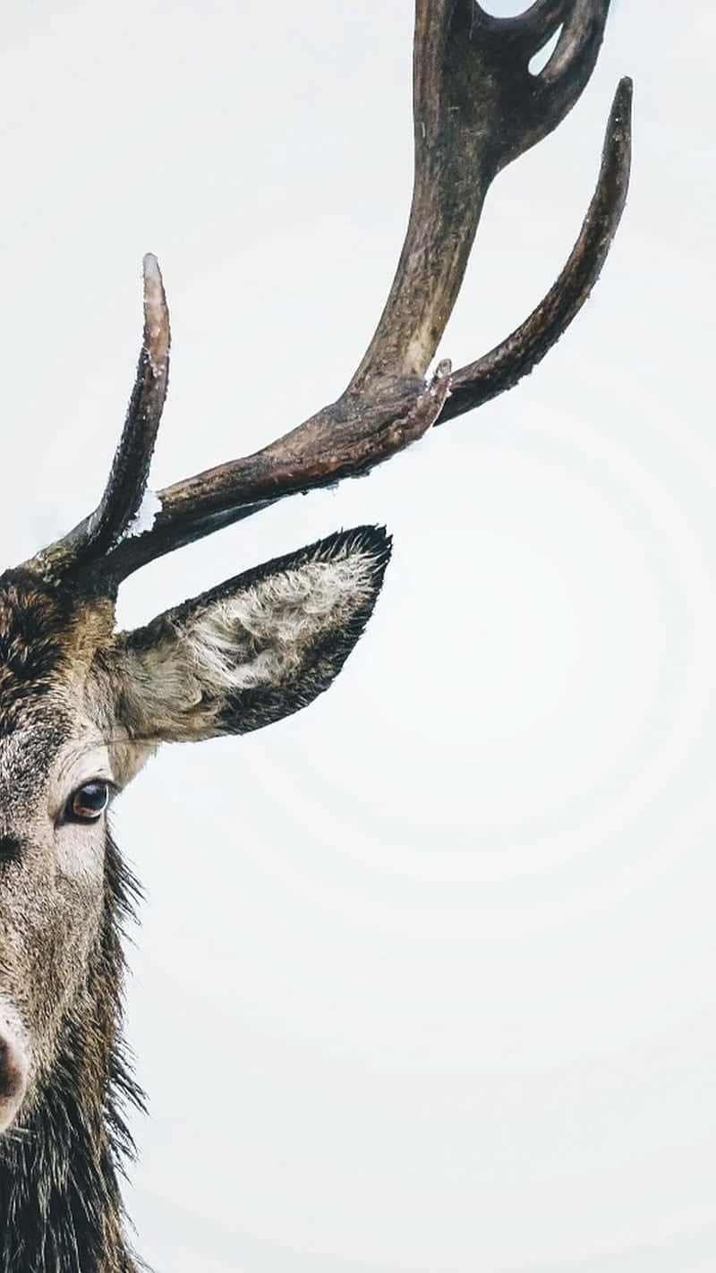 Get The Hunt Started With Hunting Phone Background