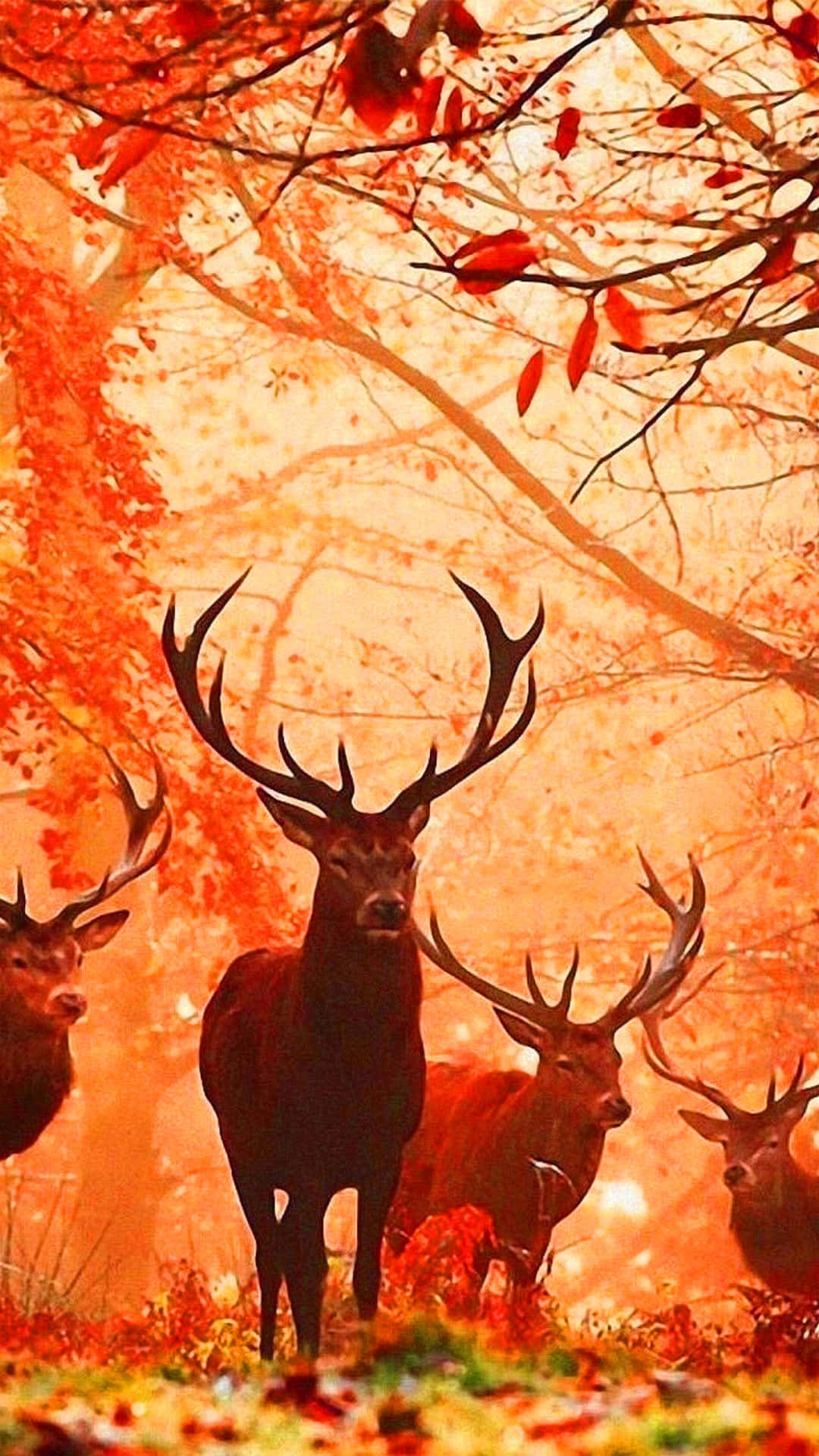 Get The Most Out Of Your Hunt With The Perfect Hunting Phone Background