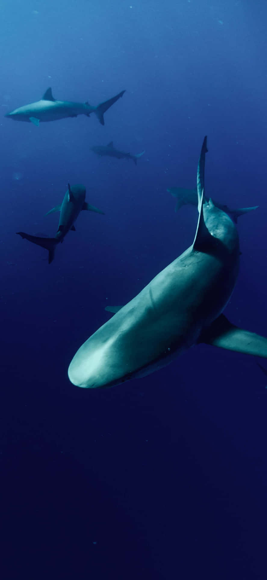 Get The Most Out Of Your Iphone With The Shark Skin. Background