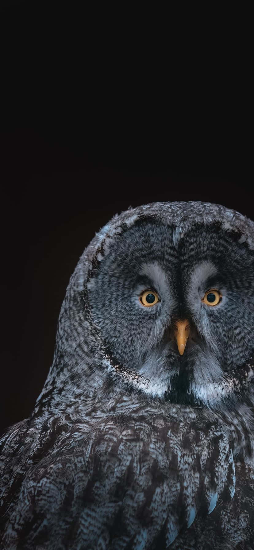 Get The Owl Phone, The Best In Smartphone Design Background