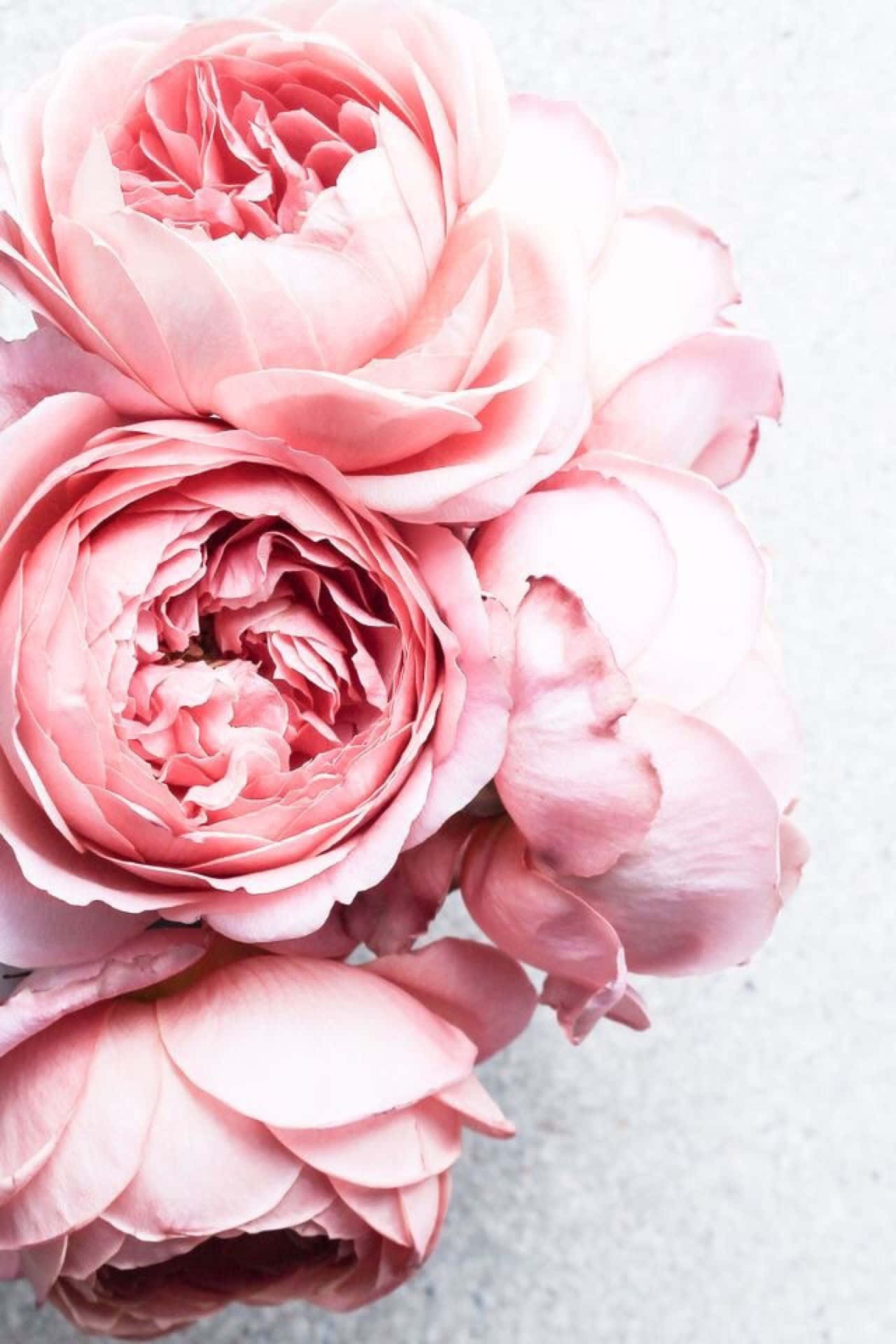 Get The Perfect Look For Your Iphone With Peony Background