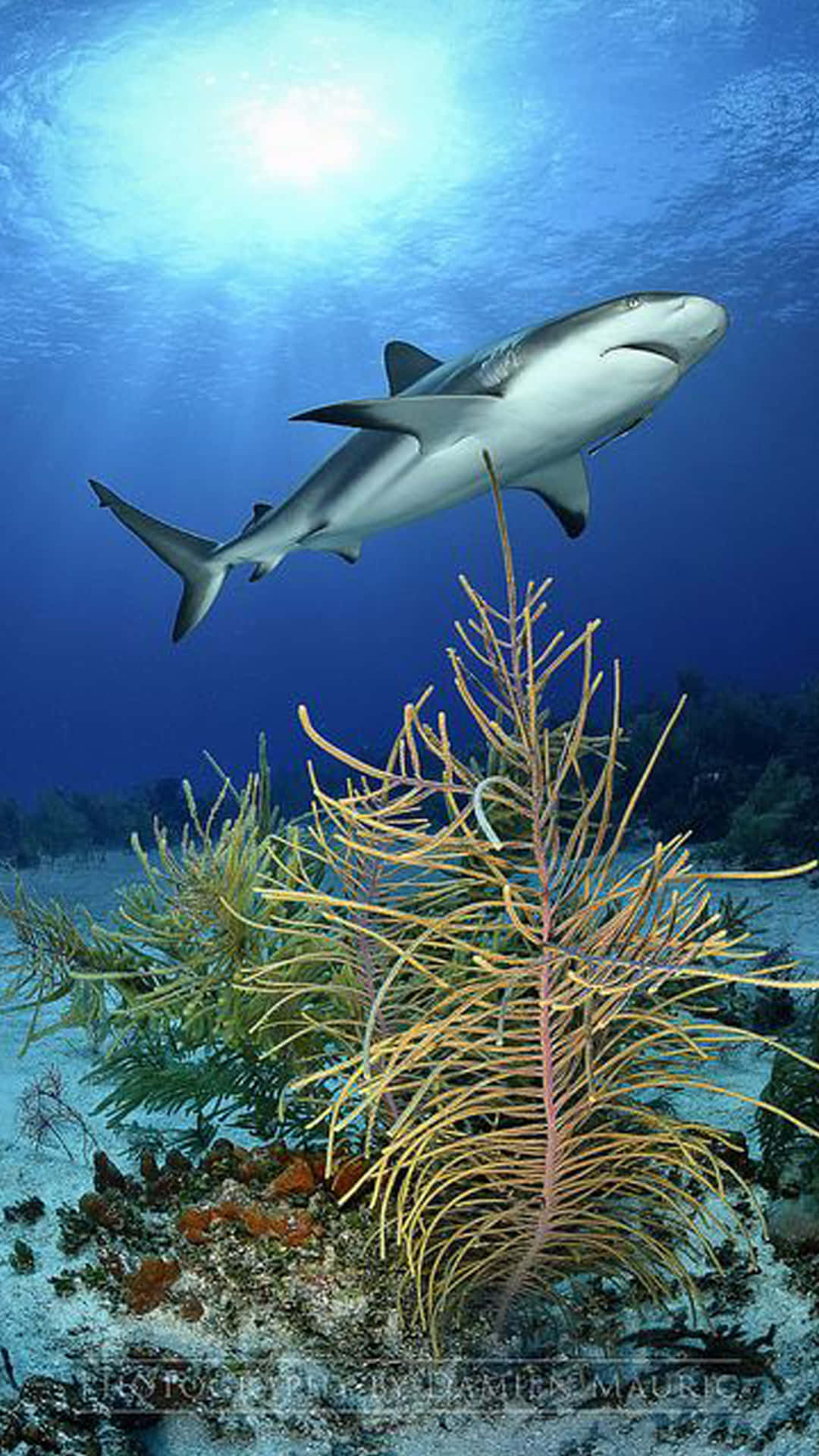 Get The Shark Iphone And Stand Out From The Crowd. Background