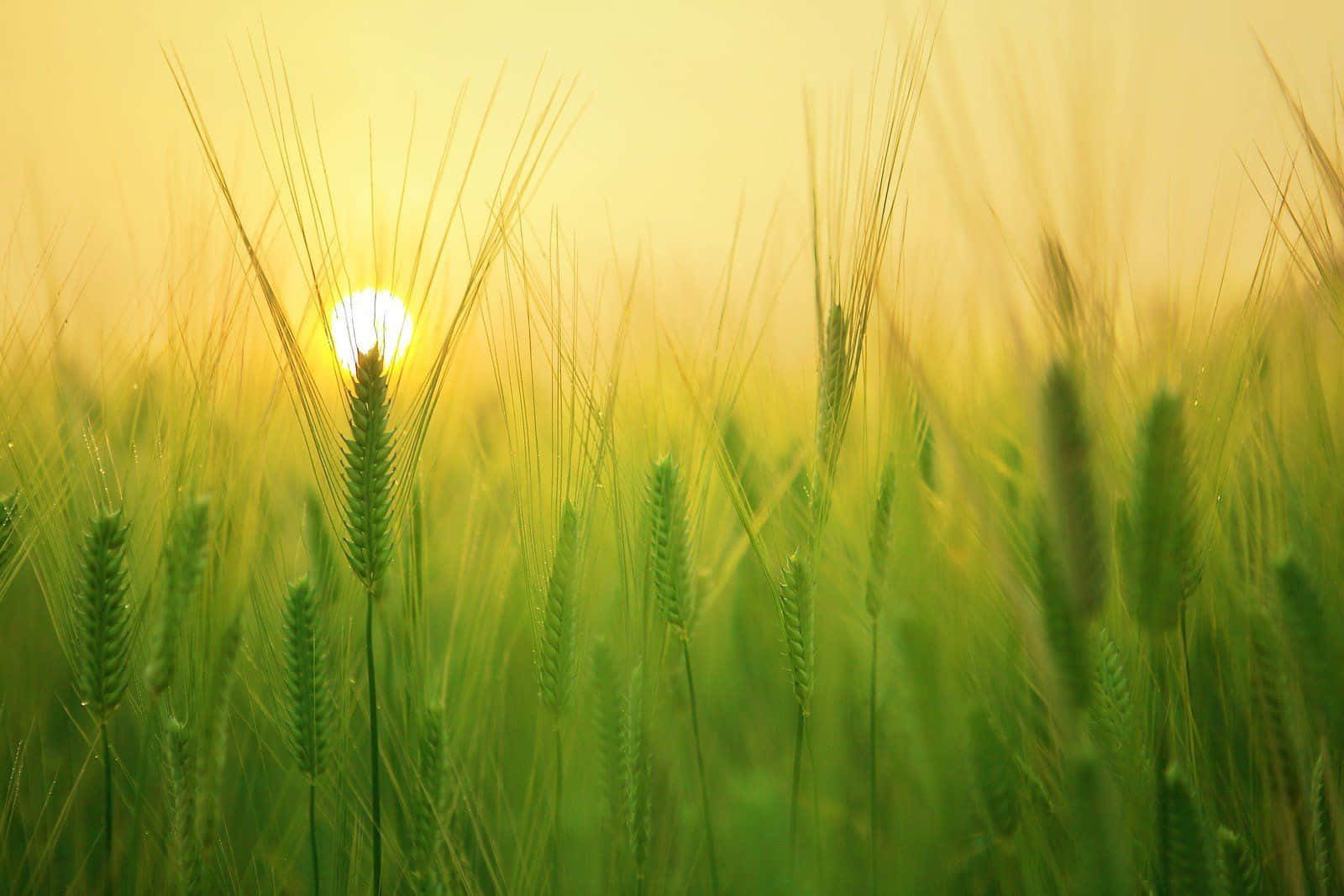 Get The Ultimate Tablet Experience With The Awesome Ipad Background