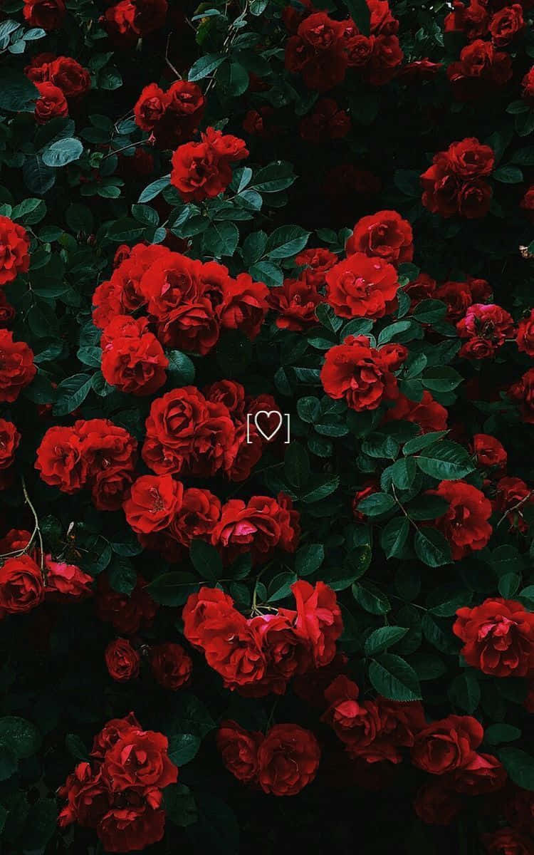 Get This Cute And Chic Red Iphone Background