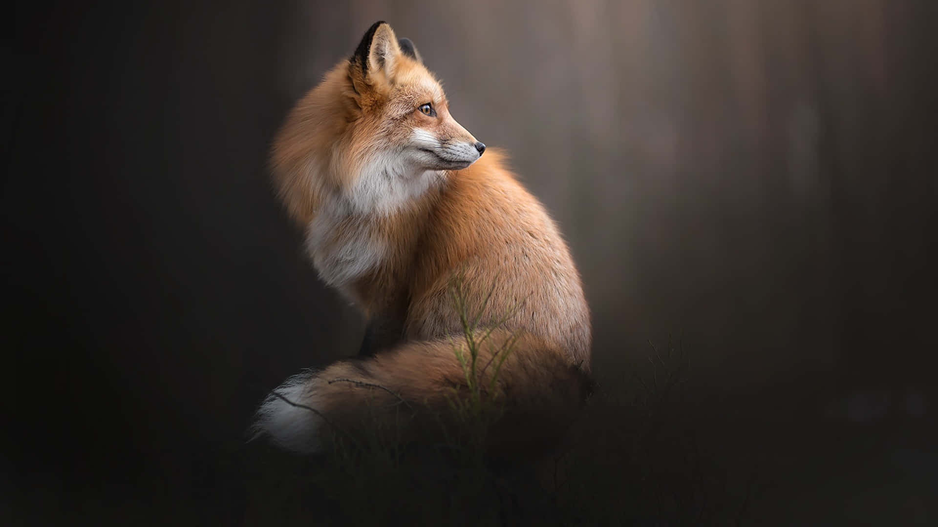 Get Whisked Away Into A Dark Wilderness With These Dark Animals Background