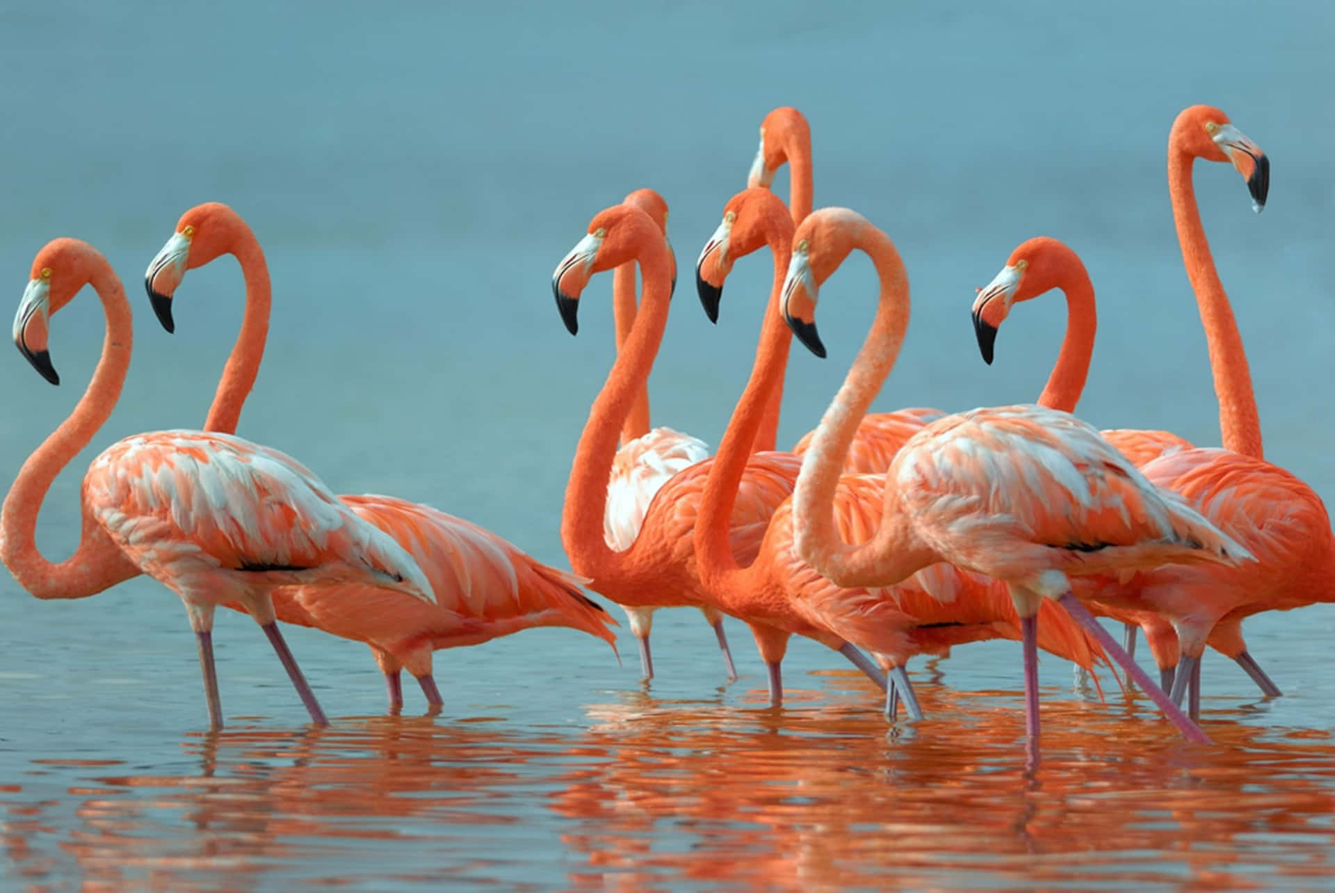Get Work Done From Anywhere With The Flamingo Laptop Background