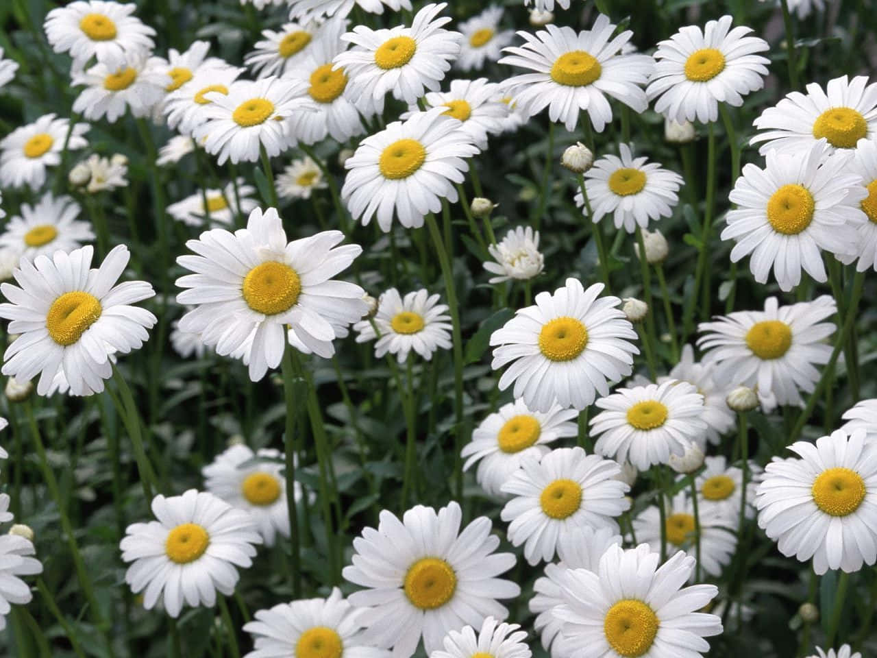 Get Work Done On The Go With Daisy Laptop Background