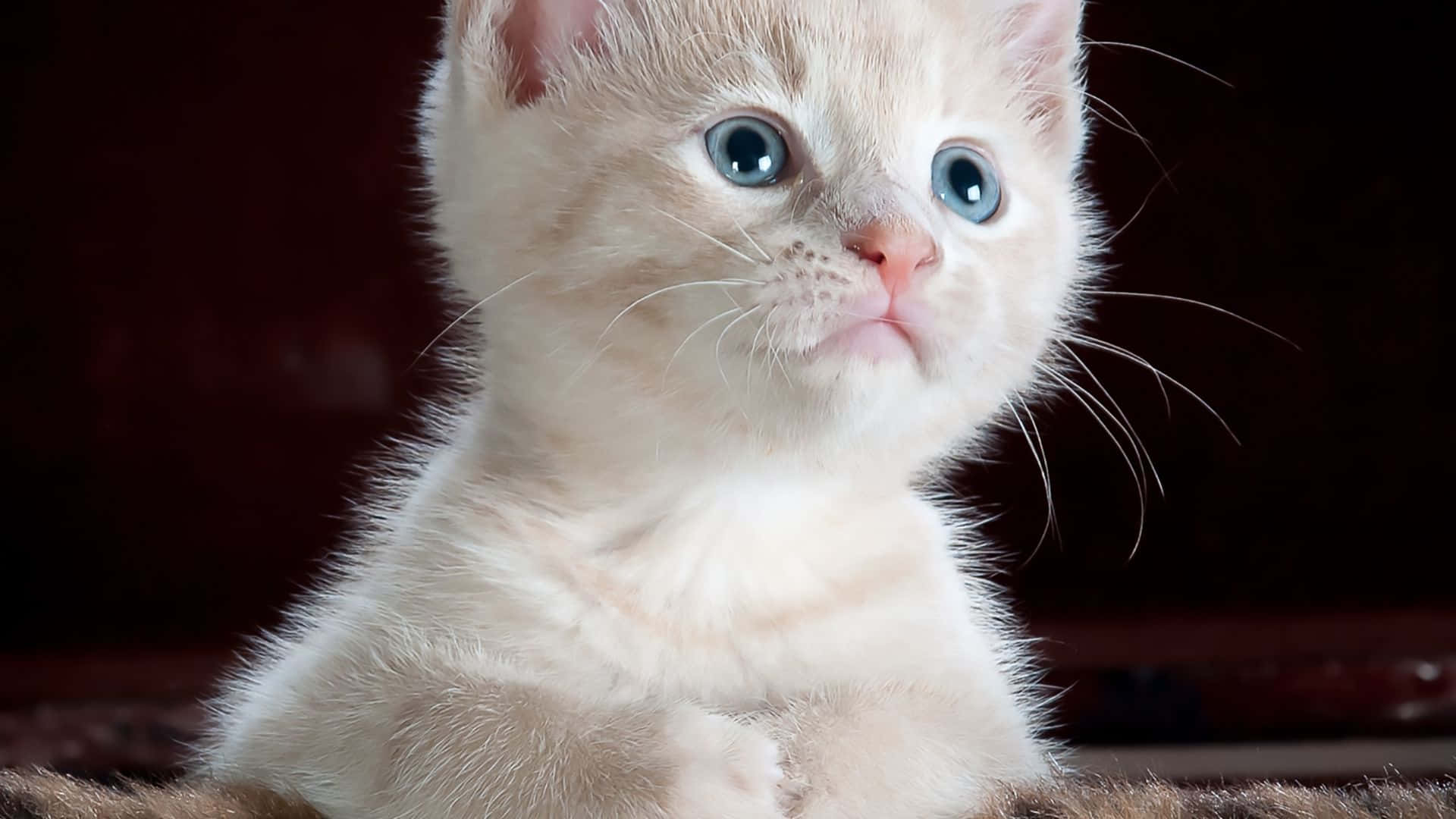 Get Work Done With This Dark And Cute Laptop Background