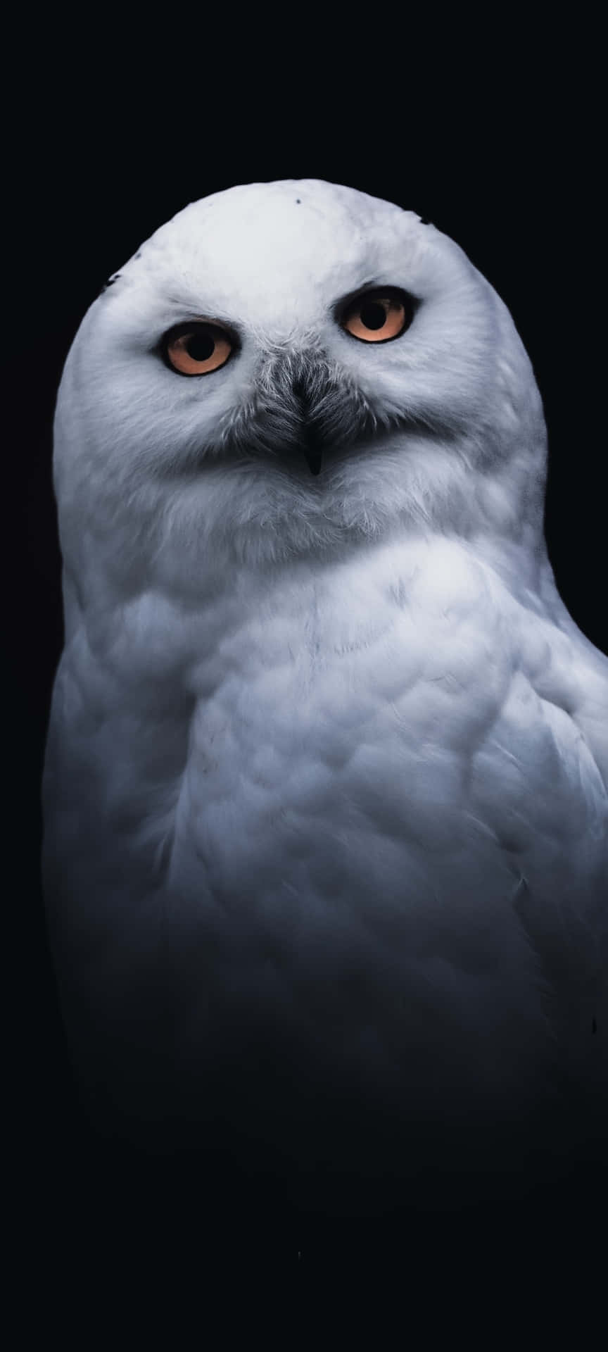Get Your Hands On The New Revolutionary Owl Phone Background